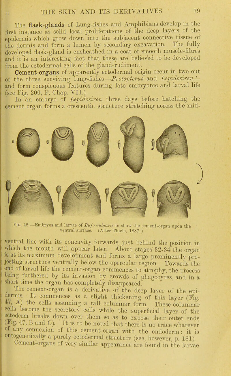 The flask-glands of Lung-fishes and Amphibians develop in the lirst instance as solid local proliferations of the deep layers of the epidermis which grow down into the subjacent connective tissue of t lie dermis and form a lumen by secondary excavation. The fully developed ilask-gland is ensheathed in a coat of smooth muscle-fibres and it is an interesting fact that these are belieVed to be developed from the ectodermal cells of the gland-rudiment. Cement-organs of apparently ectodermal origin occur in two out of the three surviving lung-fishes—Frotoptenos and Lepidosiren— and form conspicuous features during late embryonic and larval life (see Fig. 200, F, Chap. VII.). In an embryo of Lepidosiren three days before hatching the cement-organ forms a crescentic structure stretching across the mid- FiG. 48.—Embryos ami larvae of Bufo vulgaris to sliow the cemeiit-orgau upon the ventral surface. (After Thiele, 1887.) ventral hne with its concavity forwards, just behind the position in which the mouth will appear later. About stages 32-34 the organ is at its maximum development and forms a large prominently pro- jecting structure ventrally below the opercular region. Towards the end of larval life the cement-organ commences to atrophy, the pi'ocess being furthered by its invasion by crowds of phagocytes, and in a snort time the organ has completely disappeared. The cement-organ is a derivative of the deep layer of the epi- dermis. It commences as a slight thickening of this layer (Fig. 47, A) the cells assuming a tall columnar form. These columnar cells become the secretory cells while the superficial layer of the ectoderm breaks down over them so as to expose their outer ends (^ig. 4/, B and 0). It is to be noted that there is no trace whatever ot any connexion of this cement-organ with the endoderm: it is ontogenetically a purely ectodermal structure (see, however, p. 181). Cement-organs of very similar appearance are found in tlie larvae