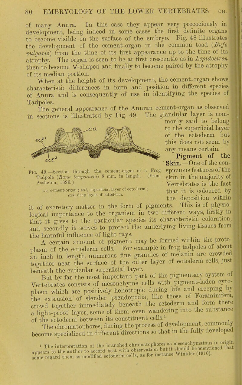 of many Anura. In this case they appear very precociously in development, being indeed in some cases the first definite organs to become visible on the surface of the embryo. Fig. 48 illustrates the development of the cement-organ in the common toad {Bufo vulgaris) from the time of its first appearance up to the time of its atrophy. The organ is seen to be at first crescentic as in Lepidosiren then to become V-shaped and finally to become paired by the atrophy of its median portion. When at the height of its development, the cement-organ shows characteristic differences in form and position in different species of Anura and is consequently of use in identifying the species of Tadpoles. The general appearance of the Anuran cement-organ as observed in sections is illustrated by Fig. 49. The glandular layer is com- monly said to belong to the superficial layer of the ectoderm but this does not seem by any means certain. Pigment of the ' Skin.—One of the con- spicuous features of the skin in the majority of Vertebrates is the fact that it is coloured Ijy the deposition within it of excretory matter in the form of pigments. This is of physio- logical importance to the organism in two different ways, firstly m that it gives to the particular species its characteristic coloration, and secondly it serves to protect the underlying li^dng tissues from the harmful influence of light rays. A certain amount of pigment may be formed withm the proto- plasm of the ectoderm cells. For example in frog tadpoles of about an inch in length, numerous fine granules of melanin are crowded together near the surface of the outer layer of ectoderm cells, just beneath the cuticular superficial layer. But by far the most important part of the pigmentary system ot Vertebrates consists of mesenchyme cells with pigment-laden cyto- plasm which are positively heliotropic during lite and creepmg by the extrusion of slender pseudopodia, like those of Forammifera, crowd together immediately beneath the ectoderm and form there a light-proof layer, some of them even wandering into the substance of the ectoderm between its constituent cells.^ The chromatophores, during the process of development, commonl) become specialized in different directions so that m the fully developed 1 The interpretation of the branched chroniatophores as niesenchymatous i origin appea! to tleSor to accord best with observation ^^^J^^^^^;,^^^^^^^^ ''''' some regard them as modified ectoderm cells, as for instance Winklei (1910). Pig. 49.—Section through the cement-organ of a Frog Tadpole {Ram tem.pomria) 8 mm. in length. (Prom Assheton, 1896.) CO, cement-organ ; ecfi, siiperfleial layer of ectoderm ; ecl'^, deep layei- of ectoderm.