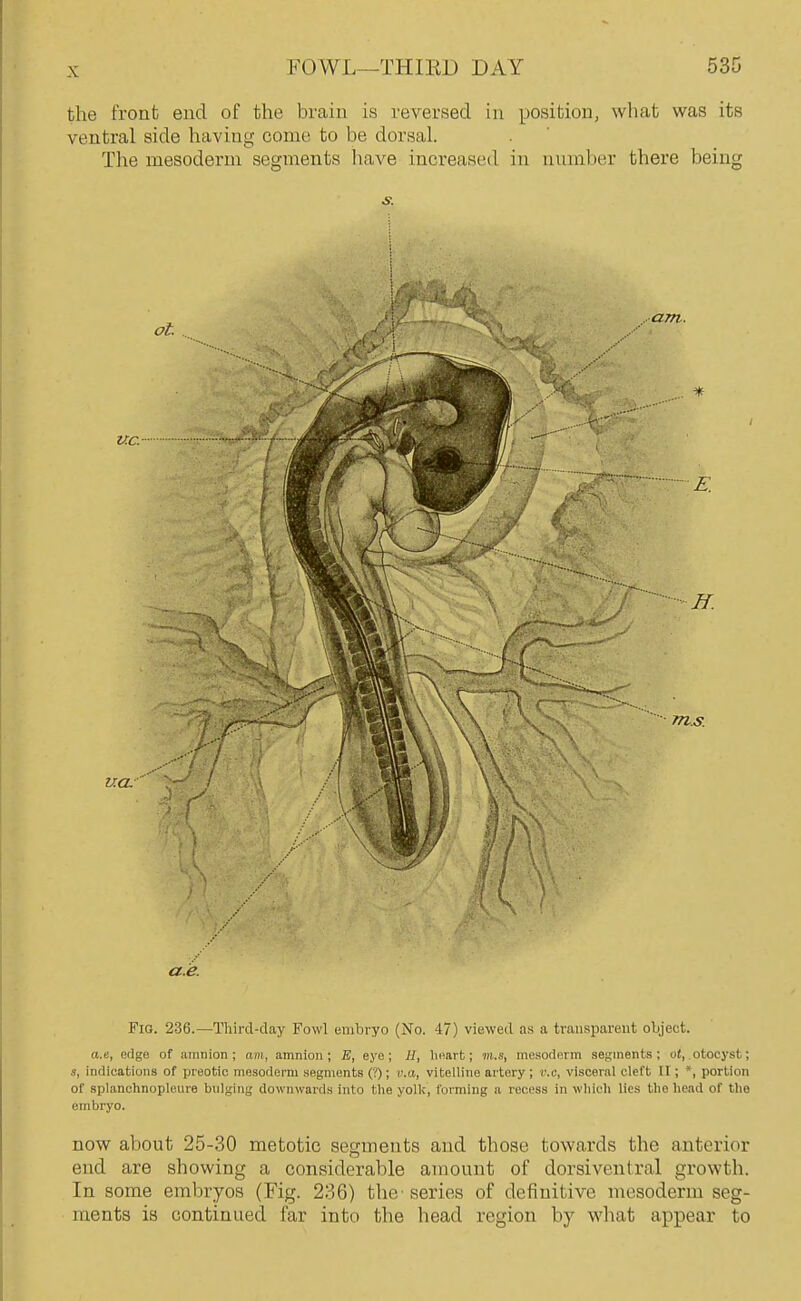 the front end of the brain is reyersed in position, wlmt was its ventral side having come to be dorsal. The mesoderm segments have increased in number there being s. Fig. 236.—Third-day Fowl embryo (No. 47) viewed as a transparent object. a.e, edge of amnion; am, amnion; E, eye; E, heart; m.s, mesoderm segments; ot, otocyst; s, indications of preotic mesoderm segments (?); u.a, vitelline artery; v.e, visceral cleft 11; *, portion of splanchnoplcure bnlging downwards into the yolk, forming a recess in which lies tlio head of the embryo. now about 25-30 metotic segments and those towards the anterior end are showing a considerable amount of dorsivenlral growth. In some embryos (Fig. 236) the series of definitive mesoderm seg- ments is continued far into the head region by what appear to