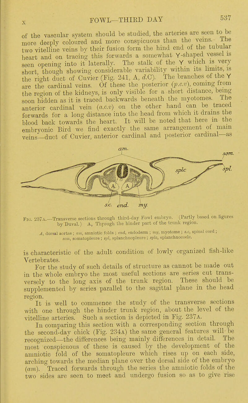 of the vascular system should be studied, the arteries are seen to be more deeply coloured and more conspicuous than the veins, ihe two vitelline veins by their fusion form the hind end of the tubular heart and on tracing this forwards a somewhat Y-shaped vessel is seen opening into it laterally. The stalk of the Y_ which is very short though showing considerable variability within its limits, is the right duct of Cuvier (Fig. 241, A, d.G). The branches of the Y are the cardinal veins. Of these the posterior (p.c.v), coming irom the xecrion of the kidneys, is only visible for a short distance, being soon hidden as it is traced backwards beneath the myotomes. The anterior cardinal vein (a.c.v) on the other hand can be traced forwards for a long distance into the head from which it drains the blood back towards the heart. It will be noted that here m the embryonic Bird we find exactly the same arrangement of mam veins—duct of Cuvier, anterior cardinal and posterior cardinal—as am. s:c. end. my. Fit;. 237a.—Transverse sections througli third-day Fowl embryo. (Partly based on figures by Duval.) A, Through the hinder part of the trunk region. A, dorsal aortae; am, amniotic folds ; end, endoderm ; Dtj/, myotome ; s.c, spinal cord; soHi, somatopleure ; sj)2, splanchuopleure ; spjc, splanchnocoele. is characteristic of the adult condition of lowly organized fish-like Vertebrates. For the study of such details of structure as cannot be made out in the whole embryo the most useful sections are series cut trans- versely to the long axis of the trunk region. These should be supplemented by series parallel to the sagittal plane in the head region. It is well to commence the study of the transverse sections with one through the hinder trunk region, about the level of the vitelline arteries. Such a section is depicted in Fig. 237a. In comparing this section with a corresponding section through the second-day chick (Fig. 234a) the same general features will be recognized—the differences being mainly differences in detail. The most conspicuous of these is caused by the development of the amniotic fold of the somatopleure which rises up on each side, arching towards the median plane over the dorsal side of the embryo {am). Traced forwards through the series the amniotic folds of the two sides are seen to meet and undergo fusion so as to give rise