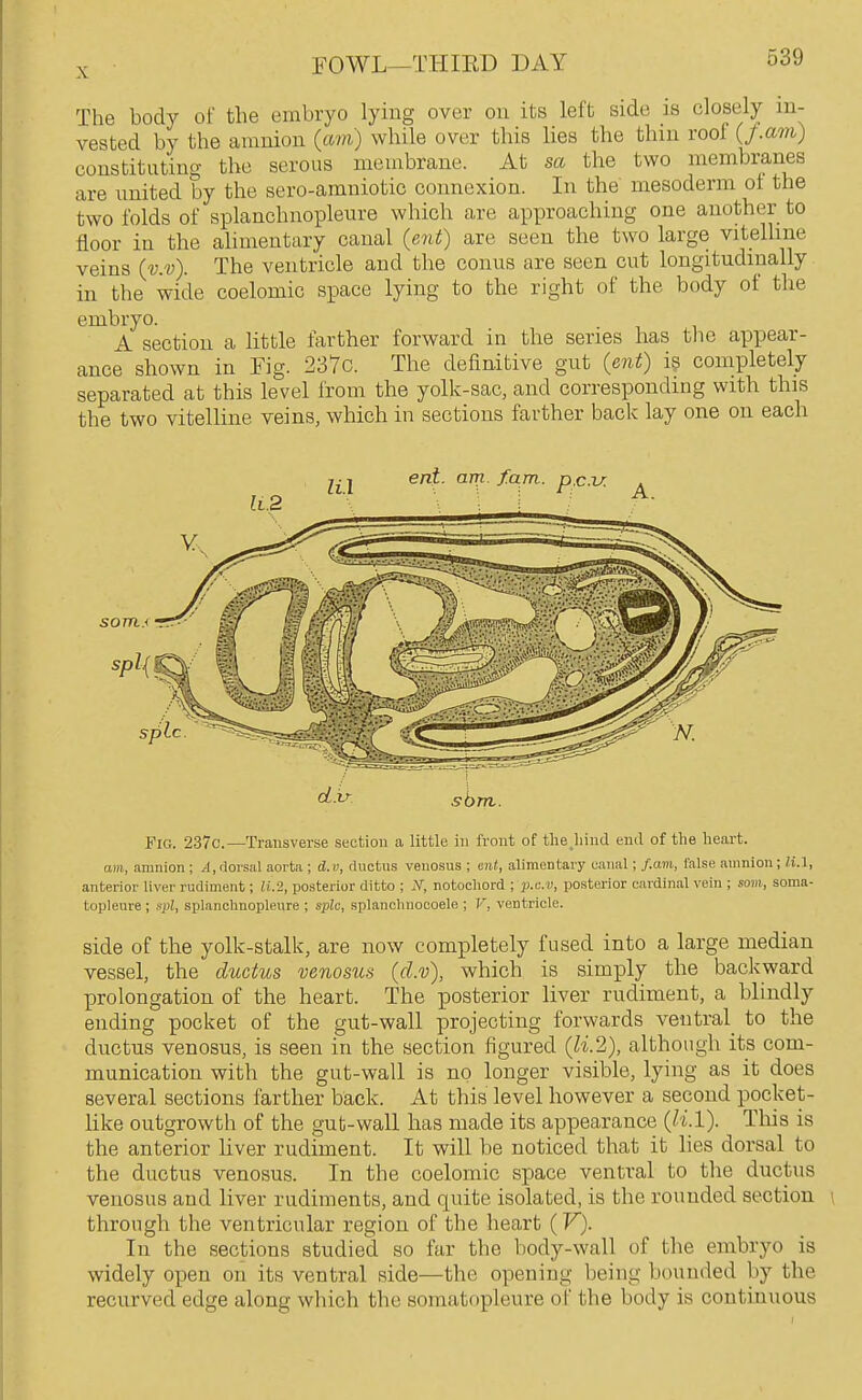 The body of the embryo lying over on its left side is closely in- vested by the amnion (am) while over this lies the thin roof {f.am) constituting the serous membrane. At sa the two membranes are united by the sero-amniotic connexion. In the' mesoderm ot the two folds of splanchnopleure which are approaching one another to floor in the alimentary canal {ent) are seen the two large vitelline veins (y.v). The ventricle and the conus are seen cut longitudinally in the wide coelomic sx^ace lying to the right of the body of the embryo. A section a little farther forward in the series has tlie appear- ance shown in Fig. 237c. The definitive gut {ent) i? completely separated at this level from the yolk-sac, and corresponding with this the two vitelline veins, which in sections farther back lay one on each Fig. 237c.—Transverse section a little in front of tlie jiiud end of the heart. am, amnion ; A, dorsal aorta ; d.v, ductus veuosus ; ent, alimentary canal; f.am, false amnion; li.l, anterior liver rudiment; U.2, posterior ditto ; iV, notochord ; j).u.v, posterior cardin.al vein ; soia, soma- topleure ; spl, splanclmopleure ; splc, splanchnocoele ; V, ventricle. side of the yolk-stalk, are now completely fused into a large median vessel, the ductus venosus (d.v), which is simply the backward prolongation of the heart. The posterior liver rudiment, a blindly ending pocket of the gut-wall projecting forwards ventral^ to the ductus venosus, is seen in the section figured {li.2), although its com- munication with the gut-wall is no longer visible, lying as it does several sections farther back. At this level however a second pocket- like outgrowth of the gut-wall has made its appearance (li.l). Tliis is the anterior liver rudiment. It will be noticed that it lies dorsal to the ductus venosus. In the coelomic space ventral to the ductus venosus and liver rudiments, and quite isolated, is the rounded section \ through the ventricular region of the heart (V). In the sections studied so far the body-wall of the embryo is widely open on its ventral side—the opening being bounded by the recurved edge along which the somatopleure of the body is continuous