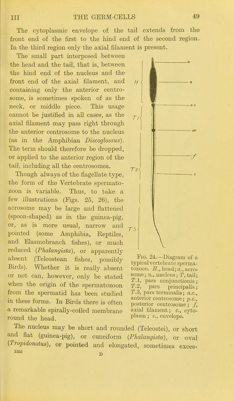 H Tl Ta The cytoplasmic envelope of the tail extends from the front end of the first to the hind ond of the second region. Lx the third region only the axial filament is present. The small part interposed between the head and the tail, that is, between the hind end of the nucleus and the front end of the axial filament, and containing only the anterior ceixtro- some, is sometimes spoken of as the neck, or middle piece. This usage cannot be justified in all cases, as the axial filament may pass right through the anterior centrosome to the nucleus (as in the Amphibian Discoglossus). The term should therefore be dropped, or applied to the anterior region of the tail, including all the eentrosomes. Though always of the flagellate type, the form of the Vertebrate spermato- zoon is variable. Thus, to take a few illustrations (Figs. 25, 26), the acrosome may be large and flattened (spoon-shaped) as in the guinea-pig, or, as is more usual, narrow and pointed (some Amphibia, Reptiles, and Elasmobranch fishes), or much reduced (Phalangista), or apparent^ absent (Teleostean fishes, possibly Birds). Whether it is really absent or not can, however, only be stated when the origin of the spermatozoon from the spermatid has been studied fix these forms. In Birds there is often a rexnarkable spirally-coiled membraxxe round the head. T3 Fig. 24.—Diagram of a typical vertebrate sperma- tozoon. FI., head; a., acro- some ; 7i., nucleus; T, tail; T.l, pars conjunctions; T.2, pars principalis; T.3, pars terminalis; a.c., anterior centrosome; jj.c., posterior centrosome; f, axial filament; c., cyto- plasm ; e., envelope. The nucleus may be short and rouixcled (Teleostei), or short and flat (guinea-pig), or cuneiform (Phalangista), or oval (Tropidonotus), or pointed and eloxxgated, sometiixxes exces-