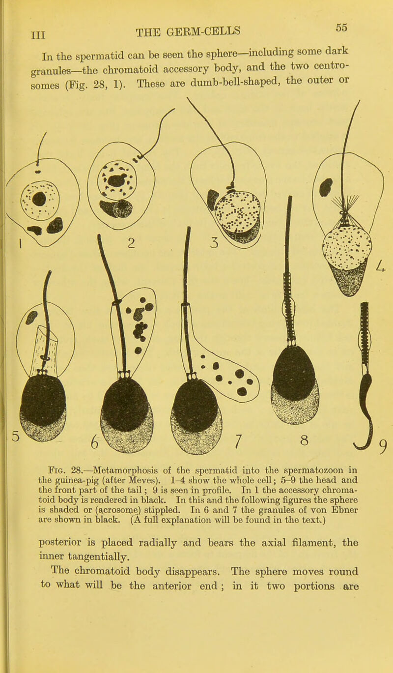 In the spermatid can be seen the sphere—including some dark granules—the chromatoid accessory body, and the two centro- somes (Fig. 28, 1). These are dumb-boll-shaped, the outer or Fig. 28.—Metamorphosis of the spermatid into the spermatozoon in the guinea-pig (after Meves). 1-4 show the whole cell; 6-9 the head and the front part of the tail; 9 is seen in profile. In 1 the accessory chroma- toid body is rendered in black. In this and the following figures the sphere is shaded or (acrosome) stippled. In 6 and 7 the granules of von Ebner are shown in black. (A full explanation will be found in the text.) posterior is placed radially and bears the axial filament, the inner tangentially. The chromatoid body disappears. The sphere moves round to what will be the anterior end; in it two portions are