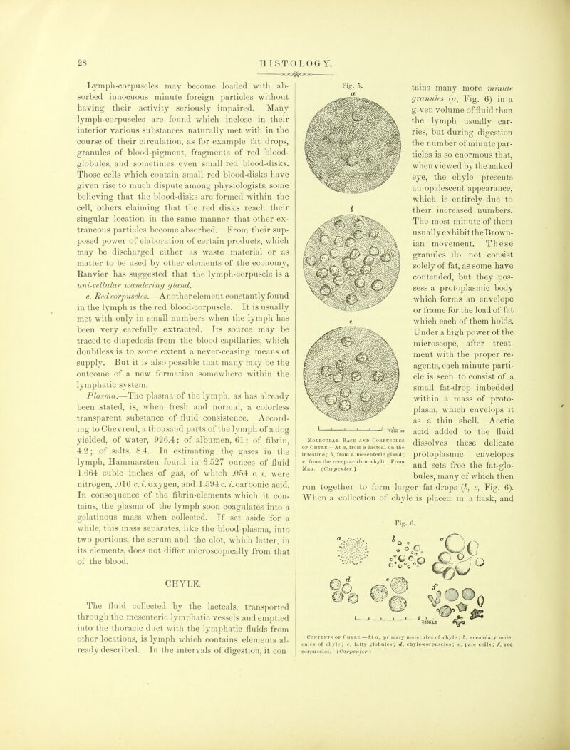 ^=00^000 Lympli-corpuscles may become loaded with ab- sorbed innocuous minute foreign particles without having their activity seriously impaired. Many lymph-corpuscles are found which inclose in their interior various substances naturally met with in the course of their circulation, as for example fat drops, granules of blood-pigment, fragments of red blood- globules, and sometimes even small red blood-disks. Those cells which contain small red blood-disks have given rise to much dispute among physiologists, some believing that the blood-disks are formed within the cell, others claiming that the red disks reach their singular location in the same manner that other ex- traneous particles become absorbed. From their sup- posed power of elaboration of certain products, which may be discharged either as waste material or as matter to be used by other elements of the economy, Ranvier has suggested that the lymph-corpuscle is a uni-celhdar wandering gland. c. Red corpuscles.—Another element constantly found in the lymph is the red blood-corpuscle. It is usually met with only in small numbers when the lymph has been very carefully extracted. Its source may be traced to diapedesis from the blood-capillaries, which doubtless is to some extent a never-ceasing means ot supply. But it is also possible that many may be the outcome of a new formation somewhere within the lymphatic system. Plasma.—The plasma of the lymph, as has already been stated, is, when fresh and normal, a colorless transparent substance of fluid consistence. Accord- ing to Chevreul, a thousand parts of the lymph of a dog yielded, of water, 926.4; of albumen, 61; of fibrin, 4.2; of salts, 8.4. In estimating the gases in the lymph, Hamraarsten found in 3.527 ounces of fluid 1.664 cubic inches of gas, of which .054 c. i. were nitrogen, .016 c. t.oxygen, and 1.594c. /.carbonic acid. In. consequence of the fibrin-elements which it con- tains, the plasma of the lymph soon coagulates into a gelatinous mass when collected. If set aside for a while, this mass separates, like the blood-j)lasma, into two portions, the serum and the clot, which latter, in its elements, does not differ microscopically from that of the blood. GHYLE. The fluid collected by the lacteals, transported through the mesenteric lymphatic vessels and emptied into the thoracic duct with the lymphatic fluids from other locations, is lymph which contains elements al- ready described. In the intervals of digestion, it con- tains many more minute granules (a. Fig. 6) in a given volume of fluid than the lymph usually car- ries, but during digestion the number of minute par- ticles is so enormous that, whenviewed by the naked eye, the chyle presents an opalescent appearance, which is entirely due to their increased numbers. The most minute of them usually exhibit the Brown- ian movement. These granules do not consist solely of fat, as some have contended, but they pos- sess a protoplasmic body which forms an envelope or frame for the load of fat which each of them holds. Under a high power of the microscope, after treat- ment with the proper re- agents, each minute parti- cle is seen to consist of a small fat-drop imbedded within a mass of proto- plasm, which envelops it as a thin shell. Acetic acid added to the fluid dissolves these delicate protoplasmic envelopes and sets free the fat-glo- bules, many of which then run together to form larger fat-drops (?>, c. Fig. 6). When a collection of chyle is placed in a flask, and ■ Fiff. 6. —' ' ' ' ' -t-ooo in Molecular Base and Corpusclks OF Chyle.—At a, from a lacteal on the intestine; h, from a mesenteric gland ; c, from the roceptaculum chyli. From Man. {Carpenter.) Contents of Chyle.—At a, primary molecules of chyle; 6, secondary molo cules of chyle; c, fatty globules; d, chyle-corpuscles; e, pale cells; /, red corpuscles. {Carpenter.)