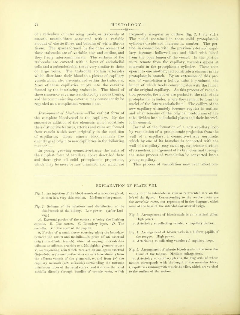 of a reticulum of interlacing bands, or trabeculse of smooth muscle-fibres, associated with a variable amount of elastic fibres and bundles of white fibrous tissue. The spaces formed by the interlacement of these trabeculse are of variable size and outline, and they freely intercommunicate. The surfaces of the trabeculoe are covered with a layer of endothelial cells and a subendothelial tissue very similar to those of large veins. The trabeculge contain arterioles which distribute their blood to a plexus of capillary vessels which also are contained within the trabeculte. Most of these capillaries empty into the cavernte formed by the interlacing trabeculse. The blood of these sinuses or cavernaj is collected by venous trunks, and the communicating cavernae may consequently be regarded as a complicated venous sinus. Development of bloodvessels.—The earliest form of the complete bloodvessel is the capillary. By the successive addition of the elements which constitute their distinctive features, arteries and veins are formed from vessels which were originally in the condition of capillaries. These minute blood-channels fre- quently give origin to new capillaries in the following manner:— In young, growing connective-tissue the walls of the simplest form of capillary, above described, here and there give off solid protoplasmic projections, which may be more or less branched, and which are frequently irregular in outline (fig. 2, Plate YIL). The nuclei contained in these solid protoplasmic cylinders divide and increase in number. The por- tion in connection with the previously-formed capil- lary becomes hollowed out and filled with blood from the open lumen of the vessel. In the portion more remote from the capillary, vacuoles appear at intervals in the protoplasmic cylinder. These soon open into one another, and constitute a channel in the protoplasmic branch. By an extension of this pro- cess of vacuolation a hollow tube is produced, the lumen of which freely communicates with the lumen of the original capillary. As this process of vacuola- tion proceeds, the nuclei are pushed to the side of the protoplasmic cylinder, where they remain to form the nuclei of the future endothelium. The calibre of the new capillary ultimately becomes regular in outline, and what remains of the original protoplasm of the tube divides into endothelial plates and their intercel- lular cement. Instead of the formation of a new capillary loop by vacuolation of a protoplasmic projection from the wall of a capillary, a connective-tissue corpuscle, which by one of its branches is connected with the wall of a capillary, may swell up, experience division of its nucleus, enlargement of its branches, and through the same process of vacuolation be converted into a young capillary. This process of vacuolation may even affect con- EXPLANATTON Fig. 1. An injection of the bloodvessels of a racemose gland, as seen in a very tliin section. Medium enlargement. Y\. 2. Scheme of the relations and distribution of tlie bloodvessels of the kidney. Low power. (After Lud- wig.) A. External portion of the cortex; c being the limiting capsule. B. The cortex. C. Boundary layer. D. The medulla. E. The apex of the papilla. a, Portion of a small artery coursing along the boundary between the cortex and medulla,—it gives off an external twig (inter-lobular branch), which at varying intervals dis- tributes an afferent arteriole to a Malpighian glomerulus, m ; V, corresponding vein which receives an analogous external (inter-lobular) branch,—tlie latter collects blood directly from the efferent vessels of the glomeruli, m, and from (r) the capillary network {rete mirahihi) surrounding the tortuous uriniferous tubes of the renal cortex, and it drains the renal medulla directly through bundles of venulce recta, wliich OF PLATE VIIL empty into the inter-lobular vein as represented at v, on the left of the figure. Corresponding to the venulae recta3 are the arteriolce rectce, not represented in the diagram, which arise at the base of the inter-lobular arterial twigs. Fijr. 3. Arransrement of bloodvessels in an intestinal villus. High power. a, Arteriole ; w, collecting venule ; c, capillary plexus. Fig. 4. Arrangement of bloodvessels in a filiform papilla of the tongue. High power, a, Arterioles ; v, collecting venules ; I, capillary loops. Fi-. 5. Arrangement of minute bloodvessels in the muscular tissue of the tongue. Medium enlargement. a, Arteriole; m, capillary plexus, the long axis of whose meshes corresponds with the length of the muscular fibre; t, capillaries running with muscle-bundles, which are vertical to the surface of the section.