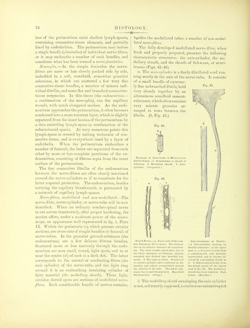 =00^000 . inge of the perineurium exist shallow lymph-spaces, containing connective-tissue elements, and partially lined by endothelium. The perineurium may inclose a single bundle {funiculus) of individual nerve-fibres, or it may ensheathe a number of such bundles, a-nd constitute what has been termed a nerve-fasciculus. Netiroijlia. — In the simple funiculus the nerve- fibres are more or less closely packed side by side, imbedded in a soft, semifluid, somewhat granular substance, in which are scattered a few very fine connective-tissue bundles, a number of minute indi- vidual fibrillas, and some flat and branched connective- tissue corpuscles. In this tissue (the endoneurium— a continuation of the neuroglia), run the capillary vessels, with much elongated meshes. As the endo- neurium approaches the perineurium, it often becomes condensed into a more resistant layer, which is slightly separated from the inner lamina of the perineurium by a thin encircling lymph space (a continuation of the subarachnoid space). At very numerous points this lymph-space is crossed by uniting trabeculge of con- nective-tissue, and is everywhere lined by a layer of endothelia. When the perineurium ensheathes a number of funiculi, the latter are separated from each other by more or less complete partitions of the en- doneurium, consisting of fibrous septa from the inner surface of the perineurium. The fine connective fibrilla3 of the endoneurium between the nerve-fibres are often closely interlaced around the nerve-cylinders as if to constitute for the latter a special protection. The endoneurium, besides carrying the capillary bloodvessels, is permeated by a network of capillary lymph-spaces. Nerve-fibres, medullated and non-medullated.—The nerve-fibre, nerve-cylinder, or nerve-tube will be now described. When an ordinary cerebro-spinal nerve is cut across transversely, after proper hardening, the section offers, under a moderate power of the micro- scope, an appearance well represented in fig. 1, Plate IX. Within the perineuria (c), which present circular sections, are cross-cuts of simple bundles or funiculi of nerve-tubes. In the granular ground-substance (the endoneurium) are a few delicate fibrous bundles. Scattered more or less unevenly through the endo- neurium are seen small, round, light spots, and in or near the centre [d) of each is a dark dot. The latter corresponds to the central or conducting fibres (the axis cylinder') of tlie nerve-tube, and the light ring around it is an ensheathing insulating cylinder of fatty material {the medullary sheath). These light, circular, dotted spots are sections of medullated nerve- fibres. Each considerable bundle of nerves contains. besides the medullated tubes, a number of non-medul- lated nerve-fibres. The fully-developed medullated nerve-fibre, when fresh and properly prepared, presents the following characteristic structures: the axis-cylinder, the me- dullary sheath, and the sheath of Schwann, or neuri- lemma (Figs. 42-46). a. The axis-cylinder is a finely-fibrillated cord run- ning nearly in the axis of the nerve-tube. It consists of a small bundle of extreme- ly fine unbranched fibrils, held very closely together by an albuminous semifluid cement- substance, which often contains very minute granules ar- ranged in rows between the fibrils, (ft. Fig. 43.) Fig. 42. Fig. 43. Diagram of Stkcictoke of Medoli.ated Nerve-Fjbrf..—1. Neurilemma or sheath of Schwann. 2. Medullary sheath. 3. Axis- cylinder. (Carpenter.) ' FiK. 44. mtw Nerve-Tobes.—a. Nerve-tube of the com- mon European Eel in water. The delicate line on its exterior indicates the neurilem- ma. The dark double-edged inner line is the white substance of Schwann, slightly wrinkled and divided into bevelled seg- ments. 6. The same in ether. Several oil or neurine globules have coalesced in the interior, and others accumulated around the exterior of the tube. The white sub- stance has in part disappeared. Magnified 300 diameters. (Gray.) Axis-cylinders op Nerves. —a. Axis-cylinder, showing its fibrillar structure ; at the upper part, X, X, it is seen to arise from a ganglion-cell, only partially represented, and to become in- closed by a medullary sheath at a', b. Naked axis-cylinder, from the dorsal region of the spinal cord of the Ox. The medullary sheath has been removed. High power. {Strieker.) b. The medullary sheath enveloping the axis-cylinder is not, asformerly supposed, a continuousuninterrupted