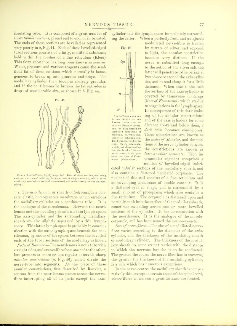 000^00= insulating tube. It is composed of a great number of short tubular sections^ placed end to end, or imbricated. The ends of these sections are bevelled as represented very poorly in a, Fig. 44. Each of these bevelled-edged tubal sections consists of a fatty, semifluid substance, held within the meshes of a fine reticulum (Klein). This fatty substance has long been known as neurine. Water, pressure, and various reagents cause the semi- fluid fat of these sections, which normally is homo- geneous, to break up into granules and drops. The medullary cylinder then becomes coarsely granular, and if the neurilemma be broken the fat extrudes in drops of considerable size, as shown in 6, Fig. 44. Fis. 45. Human Nerve-Tubes, highly magnified. Four of them are fine, one being varicose, and two of middling thicliness and of simple contour; whilst three are thick, two of which are double-contoured, and one incloses grumous contents. (Gray.) c. The neurilemma^ or sheath of Schwann, is a deli- cate, elastic, homogeneous membrane, which envelops the medullary cylinder as a continuous tube. It is the analogue of the sarcolemma. Between the neuri- lemma and the medullary sheath is a thin lymph-space. The axis-cylinder and the surrounding medullary sheath are also slightly separated by a thin lymph- space. This latter lymph-space is probably in commu- nication with the outer lymph-space beneath the neu- rilemma, by means of the spaces between the bevelled ends of the tubal sections of the medullary cylinder. • Nodes of Rnnvier.—The neurilemma is not a tube with straight sides, and evencalibre from one end to the other, but presents at more or less regular intervals sharp annv.lar constrictions (a, Fig. 46), which divide the nerve-tube into segments. At the place of these annular constrictions, first described by Eanvier, a septum from the neurilemma passes across the nerve- fibre interrupting all of its parts excejDt the axis- Fig. 46. cylinder and the lymph-space immediately surround- ing the latter. When a perfectly fresh and uninjured meduUated nerve-fibre is treated by nitrate of silver, and exposed to light, the annular constriction becomes very distinct. If the nerve is submitted long enough to the action of the silver salt, the latter will penetrate to the periaxial lymph-space around the axis-cylin- der, and extend along it for a little distance. When this is the case the surface of the axis-cylinder is covered by transverse markings {lines of Frommann)^ which are due to coagulations in the lymph-space. In consequence of this dark stain- ing of the annular constrictions, and of the axis-cylinders for some distance above and below them, a dark cross becomes conspicuous. These constrictions are known as the nodes of Ranvier^ and the por- tions of the nerve-cylinder between the constrictions are known as inter-annular segments. Each in- terannular segment comprises a number of bevelled-edged imbri- cated tubular sections of the medullary sheath, and also contains a flattened nucleated corpuscle. The nucleus of this cell consists of a fine reticulum and an enveloping membrane of double contour. It is a flattened-oval in shape, and is surrounded by a small amount of protoplasm which also contains a fine reticulum. The corpuscle is flattened upon and partially sunk into the surface of the medullary sheath, sometimes extending across one or more bevelled sections of the cylinder. It has no connection with the neurilemma. It is the analogue of the muscle- corpuscle, and has been named the nerve-corpuscle. Size of nerve-fihres.—The size of a medullated nerve- fibre varies according to the diameter of the axis- cylinder, and the thickness of the insulating sheath or medullary cylinder. The thickness of the medul- lary sheath to some extent varies with the distance to which the nervous impulse is to be conducted. The greater the course the nerve-fibre has to traverse, the greater the thickness of the insulating cylinder, is a rule which has numerous exceptions. In the nerve-centres the medullary sheath is compa- ratively thin, except in certain tracts of the spinal cord, where fibres which run a great distance are located. Nerve-Fibke feom the Sciatic Nerve of the Rabbit after the ac- tion OF Nitrate of Sil- ver.—a. Ring formed by- thickened membrane of Schwann, m. White sub- stance of Schwann ren- dered transparent by gly- cerin. Cy. Cylinder-axis, which just above and be- low the level of the an- nular constriction pre- sents the lines of From- mann. (Frommann.)