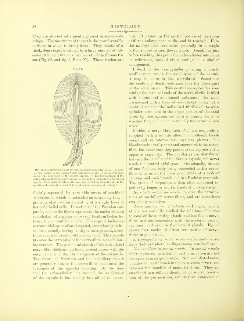 They are also not infrequently present in serous cov- erings. The mesentery of the cat is the most favorable position in which to study them. They consist of a thick, dense capsule formed by a large number of thin concentric membranous lamina of white fibrous tis- sue (Fig. 52, and fig. 3, Plate X.). These laminae are Pacinian Corpuscle with its system of capsules and central cavity —a. Arte- rial twig, ending in capillaries, which form loops in some of the intercapsular spaces ; one penetrates to the central capsule, b. The fibrous tissue of the stalk prolonged from the neurilemma, n. Nerve-tube advancing to the central capsules, there losing its white substance, and stretching along the axis to the opposite end, where it is attached by a tubercular enlargement. (Oray.) slightly separated by very thin strata of semifluid substance, in which is imbedded an extremely thin— probably elastic—film consisting of a single layer of flat endothelial cells. In sections of the Pacinian cor- puscle, such as the figure represents, the nuclei of these endothelial cells appear as rows of fusiform bodies be- tween the concentric lamellae. The capsule incloses a narrow axial space of an elongated, somewhat cylindri- cal form, usually having a slight enlargement, some- times even a bifurcation of the upper end. This capsule fits over the extremity of the nerve-fibre in the follow- ing manner. The perineural sheath of the medullated nerve-fibre thickens and becomes continuous with the outer lamellee of the fibrous capsule of the corpuscle. The sheath of Schwann and the medullary sheath are generally lost, as the nerve-fibre penetrates the thickness of the capsular covering. By the time that the axis-cylinder has reached the axial space of the capsule it has usually lost all of its cover- ings. It passes up the central portion of the space until the enlargement at the end is reached. Here the axis-cylinder terminates generally in a single button-shaped or cauliflower knob. Sometimes just before reaching this point the axis-cylinder bifurcates or trifurcates, each division ending in a similar enlargement. Instead of the axis-cylinder pursuing a nearly rectilinear course in the axial space of the capsule it may be more or less convoluted. Sometimes the medullary sheath continues into the lower part of the axial space. This central space, besides con- taining the terminal ends of the nerve-fibrils, is filled with a semifluid albuminoid substance. Its walls are covered with a layer of endothelial plates. It is doubtful whether the individual fibrillge of the axis- cylinder terminate in the upper portion of the axial space by free extremities with a minute bulb, or whether they end in an extremely fine terminal net- work. Besides a nerve-fibre, each Pacinian corpuscle is supplied with a minute afferent and efferent blood- vessel and an intermediate capillary plexus. The bloodvessels usually enter and emerge with the nerve- fibre, but sometimes they pass into the capsule at the opposite extremity. The capillaries are distributed between the lamellae of the fibrous capsule, and never reach the central axial space. Occasionally, instead of one Pacinian body being connected with a nerve- fibre, as is usual, the fibre may divide at a node of Kanvier, and each branch end in a Pacinian corpuscle. The group of corpuscles is then often connected to- gether by longer or shorter bands of fibrous tissue. Hair-hulhs.—The hair-hulbs receive the termina- tions of medullary nerve-fibres, and are sometimes exquisitely sensitive. Nerve-endings in gland-cells. — Pfluger, among others, has carefully studied the relations of nerves to some of the secreting glands, and has found nerve- fibres in direct connection with the nuclei of cells in the acini, and even in the ducts of glands. Fig. 53 shows four modes of direct termination of nerve- fibres in gland-cells. h. Termination of motor nerves.—The motor nerves have their peripheral endings among muscle-fibres. Nerve-endings in smooth muscle.—In smooth muscles their character, distribution, and termination are not the same as in striped muscle. ISTon-medullated nerve bundles run and branch in the loose connective-tissue between the bundles of muscular fibres. They are enveloped in a cellular sheath, which is a representa- tion of the perineurium, and they are composed of