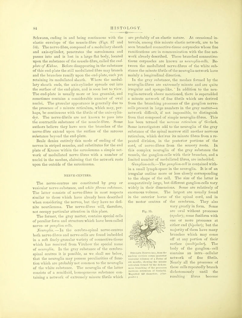Schwann, ending in and being continuous witti the elastic envelope of the muscle-fibre (Figs. 37 and 5-i). The nerve-fibre, composed of a medullary sheath and axis-cylinder, penetrates the sarcolemma and passes into and is lost in a large flat body, located upon the substance of the muscle-fibre, called the end- plate of Kuhne. Before disappearing in the substance of this end-plate the still medullated fibre may branch and the branches ramify upon the end-plate, each yet retaining its medullated sheath. Where the medul- lary sheath ends, the axis-cylinder spreads out into the surface of the end-plate, and is soon lost to view. The end-plate is usually more or less granular, and sometimes contains a considerable number of oval nuclei. The granular appearance is generally due to the presence of a minute reticulum, which may, per- haps, be continuous with the fibrils of the axis-cylin- der. The nerve-fibrils are not known to pass into the contractile substance of the muscle-fibre. Some authors believe they have seen the branches of the j nerve-fibre extend upon the surface of the sarcous substance beyond the end-plate. Beale denies entirely this mode of ending of the nerves in striped muscles, and substitutes for the end plate of Krause within the sarcolemma a simple net- work of medullated nerve fibres with a number of nuclei in the meshes, claiming that the network rests upon the outside of the sarcolemma. NERVE-CENTRES. The nerve-centres are constituted by gray or vesicular nerve-substance, and ivhite fibrous substance. The latter consists of nerve-fibres in most respects similar to those which have already been described when considering the nerves, but they have no defi- nite neurilemma. The nerve-fibres will, therefore, not occupy particular attention in this place. The former, the gray matter, contains special cells of peculiar form and structure which have been called nerve- or ganglion cells. Neuroglia. — In the cerebro-spinal nerve-centres both nerve-fibres and nerve-cells are found imbedded in a soft finely-granular variety of connective-tissue which has received from Virchow the special name of neuroglia. In the gray substance of the cerebro- spinal centres it is possible, as we shall see below, that the neuroglia may possess peculiarities of func- tion which are probably not common to the neuroglia of the white substance. The neuroglia of the latter consists of a semifluid, homogeneous substance con- taining a network of extremely minute fibrils which are probably of an elastic nature. At occasional in- tervals, among this minute elastic network, are to be seen branched connective-tissue corpuscles whose fine ramifications are in communication with the fine net- work already described. These branched connective- tissue corpuscles are known as neuroglia-cells. Be- tween the medullated nerve-fibres of the white sub- stance the minute fibrils of the neuroglia-network have mainly a longitudinal direction. In the gray substance, the meshes formed by the neuroglia-fibres are extremely minute and are quite irregular and sponge-like. ' In addition to the neu- roglia-network above mentioned, there is superadded a minute network of fine fibrils which are derived from the branching processes of the ganglion nerve- cells present in large numbers in the gray matter—a network difficult, if not impossible, to distinguish from that composed of simple neuroglia-fibres. This has been termed the nervous reticulum of Gerlach. Some investigators add to the neuroglia of the gray substance of the spinal marrow still another nervous reticulum, which derives its minute fibres from a re- peated division, in the posterior portions of the cord, of nerve-fibres from the sensory roots. In this complex neuroglia of the gray substance the vessels, the ganglion-cells with their branches, and a limited number of medullated fibres, are imbedded. Ganglion-cells.—The ganglion-cell is contained with- in a small lymph-space in the neuroglia. It is of an irregular outline more or less closely corresponding to the shape of the cell. The size of the latter is comparatively large, but different ganglion-cells vary widely in their dimensions. Some are relatively of enormous volume. The largest are usually found in the anterior horns of the spinal cord, and in the motor centres of the cerebrum. They also vary greatly in form. Some are oval without processes (apolar); some fusiform with one or more processes at either end (Inpolar); but the majority of them have many branches which may come off at any portion of their surface (rnultijjolar). The body of the ganglion - cell contains an intra - cellular network of fine fibrils. Nearly all the processes of these cells repeatedly branch dichotomously until the resulting; fibres become Fig. 55. Stellate Nerve-cell, from the nucleus cervicis cornu (posterior vesicular column) of a Foetus of six months, showing the minute reticulum formed by the dichoto- mous branching of the processes (nervous reticulum of Gerlach). Magnified 420 diameters. (Car- penter.)