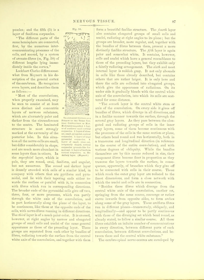 OOO^OOO Fig. 58. puscles; and the fifth (5) is a layer of fusiform corpuscles. The different parts of the same hemisphere are connected, first, hy the numerous inter- communicating processes of the cells, and second, by a system of arcuate-fibres (m, Fig. 58) of different lengths lying imme- diately inside the cortex. Lockhart Clarice differs some- what from Meynert in his de- scription of the general cortex of the cerebrum. He recognizes seve7i layers, and describes them as follows .•—-  Most of the convolutions, when properly examined, may be seen to consist of at least seven distinct and concentric layers of nervous substance, which are alternately paler and darker from the circumference to the centre. The laminated structure is most strongly marked at the extremity of the posterior lobe. In this situa- tion all the nerve-cells are small, but differ considerably in shape, and are much more abundant in some layers than in others. In the suj^erjicial layer, which is pale, they are round, oval, fusiform, and angular, but not numerous. The second and darker layer is densely crowded with cells of a similar kind, in company with others that are pyriform and pyra- midal, and lie with their tapering ends either to- wards the surface or parallel with it, in connection with fibres which run in correspondil:ig directions. The broader ends of the pyramidal cells give off'two, three, four, or more processes, which run partly through the white axis of the convolution, and in part horizontally along the plane of the layer, to be continuous, like those at the opposite ends of the cells, with nerve-fibres running in different directions. The third layer is of a much paler color. It is crossed, however, at right angles by narrow and elongated groups of small cells and nuclei of the same general appearance as those of the preceding layer. These groups are separated from each other by bundles of fibres, radiating towards the surface from the central white axis of the convolution, and together with them Tkansparent Section of a FuEKow OF THE Third Cen- tral CONTOLUTION OF MaN. Moderately magraified. 1. Lay- er of scattered snjaU cortical corpuscles. 2. Layer of close- set, small, pyramidal, cortical corpuscles. 3. Laypr of large pyramidal corpuscles. 4. Layer of small, close-set, irregularly shaped, cortical corpuscles (granule-like for- mations). 5. Layer of fusiform cortical corpuscles, to. Me- dullary layer. {Meynert.) form a beautiful fanlike structure. The fourth layer also contains elongated groups of small cells and nuclei, radiating at right angles to its plane; but the groups are broader, more regular, and, together with the bundles of fibres between them, present a more distinctly fanlike structure. The fifth layer is again paler and somewhat white. It contains, however, cells and nuclei which have a general resemblance to those of the preceding layers, but they exhibit only a faintly radiating arrangement. The sixth and most internal layer is reddish gray. It not only abounds in cells like those already described, but contains others that are rather larger. It is only here and there the cells are collected into elongated groups, which give the appearance of radiations. On its under side it gradually blends with the central white axis of the convolution, into which its cells are scat- tered for some distance.  The seventh layer is the central white stem or axis of the convolution. On every side it gives oft bundles of fibres, Avhich diverge in all dii'ections, and in a fanlike manner towards the surface, through the several gray layers. As they pass between the elon- gated and radiating groups of cells in the inner gray layers, some of them become continuous with the processes of the cells in the same section or plane, but others bend round and run horizontally, both in a transverse and longitudinal direction (in reference to the course of the entire convolution), and with various degrees of obliquity. While the bundles themselves are by this means reduced in size, their component fibres become finer in proportion as they traverse the layers towards the surface, in conse- quence, apparently, of branches which they give off to be connected with cells in their course. Those which reach the outer gray layer are reduced to the finest dimensions, and form a close network with which the nuclei and cells are in connection.  Besides these fibres which diverge from the central white axis of the convolution, another set, springing from the same source, converge or rather curve inwards from opposite sides, to form arches along some of the gray layers. These arciform fibres run in different planes—transversely, obliquely, and longitudinally—and appear to be partly continuous with those of the diverging set which bend round, as already stated, to follow a similar course. All these fibres establish an infinite number of communications in every direction, between different parts of each convolution, between diff'erent convolutions, and be- tween these and the central white substance. The cerebro-spinal nerve-centres are enveloped by