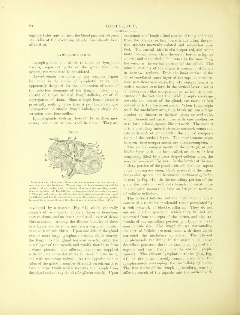 eign particles injected into the blood pass out between the cells of the excreting glands, has already been alluded to. LYMPHATIC GLANDS. Lymph-glands and allied reticular or lymphoid tissues, important parts of the great lymphatic system, yet remain to be considered. Lymfh-glands are more or less complex organs implanted in the course of lymphatic trunks, and apparently designed for the elaboration of some of the colorless elements of the lymph. They may consist of simple isolated lymph-follicles, or of an aggregation of them. Since a large lymph-gland is practically nothing more than a peculiarly-arranged aggregation of simple lymph-follicles, a single de- scription must here suffice. Lymph-glands, such as those of the axilla or mes- entery, are more or less ovoid in shape. They are Fig. 64. Section of s.mai.i. Lymphatic Gland, half diagrammatioallt oiven, with THE COURSE OF THE Lymph.—(1. The envelope, h. Septa between the foUicles or alveoli of the- cortical part. c. System of septa of the medullary portion, down to the hilus. d. The follicles, e. Lymph-cords of the medullary mass. r. Afferent lymph-vessels, the different lymphatic streams from which surround the follicles, and flow through the interstices of the medullary portion, g. Con- fluence of these to pass through the efferent vessel (/i) at the hilus. (Frey.) enveloped by a capsule (Fig. 64), which generally consists of two layers: an outer layer of loose con- nective-tissue, and an inner lamellated layer of dense fibrous tissue. Among the fibrous bundles of these two layers are, in some animals, a variable number of smooth muscle-fibres. Upon one side of the gland two or more large lymphatic trunks, which convey the lymph to the gland {afferent vessels), enter the outer layer of the capsule and ramify therein to form a dense plexus. The afferent trunks are supplied with circular muscular fibres in their middle tunic, and with numerous valves. At the opposite side or hilus of the gland a number of small vessels unite to form a large trunk which receives the lymph from the gland and conveys it off' [the efferent vessel). Upon examination of longitudinal section of the gland made from the convex surface towards the hilus, the sec- tion appears unevenly colored and somewhat mot- tled. The central third is of a deeper red, and seems more homogeneous, while the outer border is lighter colored and is mottled. The inner is the medullary, the outer is the cortical portion of the gland. The minute anatomy of the organ is somewhat diffei'ent in these two regions. From the inner surface of the dense lamellated inner layer of the capsule, membra- nous partitions or septa {h, Fig. 64) project inwards in such a manner as to form in the cortical layer a series of honeycomb-like compartments, which, in conse- quence of the fact that the dividing septa converge towards the centre of the gland, are more or less conical with the bases outward. When these septa reach the medullary area, they break up into a Targe number of thinner or thicker bands or trabeculae, which branch and anastomose with one another so as to form a loose, sponge-like network. The meshes of this medullary inter-trabecular network communi- cate with each other and with the conical compart- ment of the cortical layer. The membranous septa between these compartments are often incomplete. The conical compartments of the corticp,l, or fol- licular layer, as it has been called, are more or less completely filled by a pear-shaped cellular mass, the so-called follicle (d, Fig. 64). At the border of the me- dullary portion of the gland this cellular mass tapers down to a narrow stem, which passes into the inter- trabecular spaces, and becomes a medullary cylinder, or cord (e, Fig. 64). In the medullary portion of the gland the medullary cylinders branch and anastomose in a complex manner to form an irregular network of cellular cylinders. The cortical follicles and the medullary cylinders consist of a reticular or adenoid tissue permeated by a rich network of blood-capillaries. They do not entirely fill the spaces in which they lie, but are separated from the septa of the cortex, and the tra- beculae of the medullary portion by a lymph-sinus of considerable size. The lymph-sinuses surrounding the cortical follicles are continuous with those which surround the medullary cylinders. The afferent lymph-vessels ramifying in the capsule, as above described, penetrate the inner laminated layer of the capsule and open freely into the cortical lymph- sinuses. The efferent lymphatic trunks {g, h, Fig. 64) of the hilus directly communicate with the lymph-sinuses enveloping the medullary cylinders. The free course of the lymph is, therefore, from the afferent vessels of the capsule into the cortical peri-