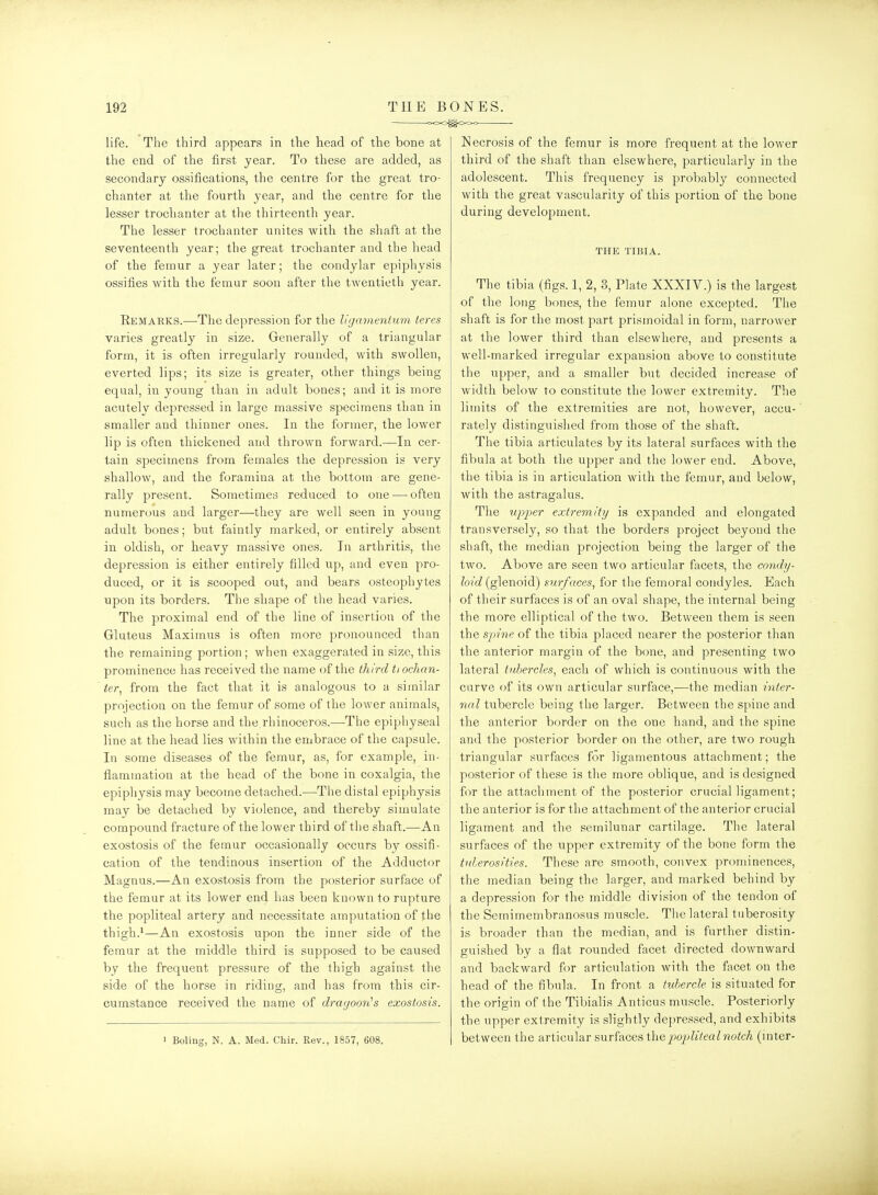 life. The third appears in the head of the bone at the end of the first year. To these are added, as secondary ossifications, the centre for the great tro- chanter at the fourth year, and the centre for the lesser trochanter at the thirteenth year. The lesser trochanter unites with the shaft at the seventeenth year; the great trochanter and the head of the femur a year later; the condylar epiphysis ossifies with the femur soon after the twentieth year. Eemarks.—-The depression for the li(jamenium teres varies greatly in size. Generally of a triangular form, it is often irregularly rounded, with swollen, everted lips; its size is greater, other things being equal, in young than in adult bones; and it is more acutely depressed in large massive specimens than in smaller and thinner ones. In the former, the lower lip is often thickened and thrown forward.^—^In cer- tain specimens from females the depression is very shallow, and the foramina at the bottom are gene- rally present. Sometimes reduced to one — often numerous and larger—they are well seen in young adult bones; but faintly marked, or entirely absent in oldish, or heavy massive ones. In arthritis, the depression is either entirely filled up, and even pro- duced, or it is scooped out, and bears osteophytes upon its borders. The shape of the head varies. The proximal end of the line of insertion of the Gluteus Maximus is often more pronounced than the remaining portion; when exaggerated in size, this prominence has received the name of tlae third ti ochan- ter, from the fact that it is analogous to a similar projection on the femur of some of the lower animals, such as the horse and the rhinoceros.—The epipliyseal line at the head lies within the embrace of the capsule. In some diseases of the femur, as, for example, in- flammation at the head of the bone in coxalgia, the epiphysis may become detached.—-The distal epiphysis may be detached by violence, and thereby simulate compound fracture of the lower third of the shaft.—An exostosis of the femur occasionally occurs by ossifi- cation of the tendinous insertion of the Adductor Magnus.—An exostosis from the posterior surface of the femur at its lower end has been known to rupture the popliteal artery and necessitate amputation of the thigh.^—An exostosis upon the inner side of the femur at the middle third is supposed to be caused by the frequent pressure of the thigh against the side of the horse in riding, and has from this cir- cumstance received the name of drayoori's exostosis. • Boling, N. A. Med. Chir. Rev., 1857, 608. Necrosis of the femur is more frequent at the lower third of the shaft than elsewhere, particularly in the adolescent. This frequency is probabl}^ connected with the great vascularity of this portion of the bone during development. THE TIBIA. The tibia (figs. 1, 2, 3, Plate XXXIY.) is the largest of the long bones, the femur alone excepted. The shaft is for the most part prismoidal in form, narrower at the lower third than elsewhere, and presents a well-marked irregular expansion above to constitute the upper, and a smaller but decided increase of width below to constitute the lower extremity. The limits of the extremities are not, however, accu- rately distinguished from those of the shaft. The tibia articulates by its lateral surfaces with the fibula at both the upper and the lower end. Above, the tibia is in articulation with the femur, and below, with the astragalus. The upper extremity is expanded and elongated transversely, so that the borders project beyond the shaft, the median projection being the larger of the two. Above are seen two articular facets, the conrfy- foiV/(glenoid) mrfaces, for the femoral condyles. Each of their surfaces is of an oval shape, the internal being the more elliptical of the two. Between them is seen the spine of the tibia placed nearer the posterior than the anterior margin of the bone, and presenting two lateral tubercles, each of which is continuous with the curve of its own articular surface,—the median inter- nal tubercle being the larger. Between the spine and the anterior border on the one hand, and the spine and the posterior border on the other, are two rough triangular surfaces for ligamentous attachment; the posterior of these is the more oblique, and is designed for the attachment of the posterior crucial ligament; the anterior is for the attachment of the anterior crucial ligament and the semilunar cartilage. The lateral surfaces of the upper extremity of the bone form the tnlerosities. These are smooth, convex prominences, the median being the larger, and marked behind by a depression for the middle division of the tendon of the Semimembranosus muscle. The lateral tuberosity is broader than the median, and is further distin- guished by a flat rounded facet directed downward and backward for articulation with the facet on the head of the fibula. In front a tubercle is situated for the origin of the Tibialis Anticus muscle. Posteriorly the upper extremity is slightly depressed, and exhibits between the articular surfaces the jJojiliteaI notch (inter-