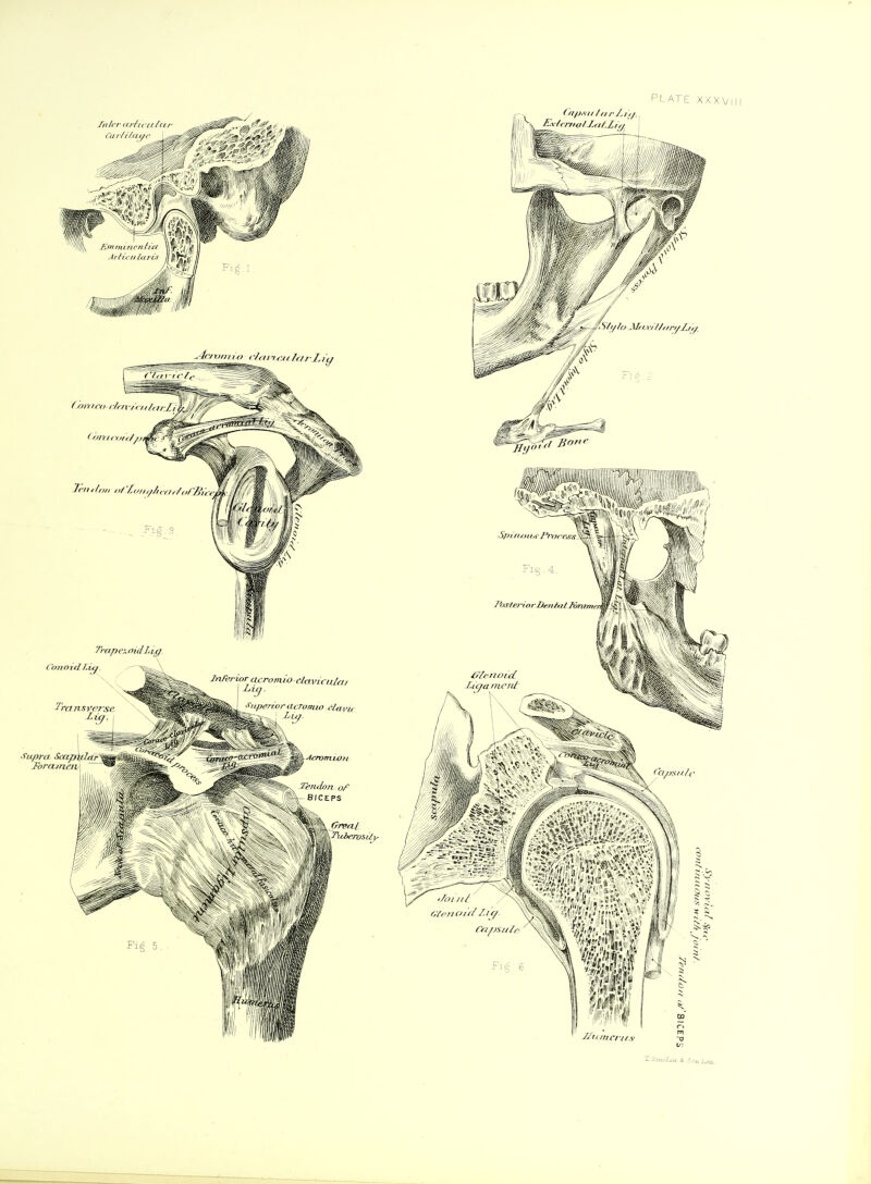 PLATE XXXVII /ii/rr <Jr/it iUar Ct/r/r/rtyc lrn,lrj„ „/ 'f.llll,//l c/l,/,,/ //„ ; 7'ra/>cx Old Lijg Conoid f.uf fnh'i ior acromio rlavKu/a/ 'iiippnvracromw clavu Tkiberosily (fl/j,s i///I /• Z r 'r/..