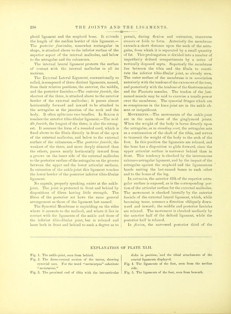 phoid ligament and the scaphoid bone. It extends the length of the median border of this ligament.— The posterior fasciculus^ somewhat rectangular in shape, is attached above to the inferior surface of the superior aspect of the internal malleolus, and below to the astragalus and the calcaneum. The internal lateral ligament protects the surface of contact with the internal malleolus in all its motions. The External Lateral Ligament, conventionally so called, is composed of three distinct ligaments, named, from their relative positions, the anterior, the middle, and the posterior fascicles.—The anterior fascicle, tlie shortest of the three, is attached above to the anterior border of the external malleolus; it passes almost horizontally forward and inward to be attached to the astragalus at the junction of the neck and the body. It often splits into two bundles. In flexion it touches the anterior tibio-fibular ligament.—The mid- dle fascicle, the longest of the three, is also the strong- est. It assumes the form of a rounded cord, which is fixed above to the fibula directly in front of the apex of the external malleolus, and below to the external surface of the calcaneum.—The posterior fascicle, the weakest of the three, and more deeply situated than the others, passes nearly horizontally inward from a groove on the inner side of the external malleolus to the posterior surface of the astragalus on the groove between the upper and the lower articular surfaces. In extension of the ankle-joint this ligament touches the lower border of the posterior inferior tibio-fibular ligament. No capsule, properly speaking, exists at the ankle- joint. The joint is protected in front and behind by dispositions of fibres having little strength. The fibres of the posterior set have the same general arrangement as those of the ligament last named. The Synovial Membrane is unyielding on the sides where it answers to the malleoli, and where it lies in contact with the ligaments of the ankle and those of the inferior tibio-fibular joint, but is relaxed and loose both in front and behind to such a degree as to permit, during flexion and extension, transverse creases or folds to form. Anteriorly the membrane extends a short distance upon the neck of the astra- galus, from which it is separated by a small quantity of fat. This prolongation is divided into a number of imperfectly defined compartments by a series of vertically disposed septa. Superiorly the membrane lies between the tibia and the fibula to consti- tute the inferior tibio-fibular joint, as already seen. The outer surface of the membrane is in association anteriorly with the tendons of the extensors of the toes, and posteriorly with the tendons of the Gastrocnemius and the Plantaris muscles. The tendon of the last- named muscle may be said to exercise a tensile power over the membrane. The synovial fringes which are so conspicuous in the knee-joint are in the ankle ab- sent or insignificant. Movements.—The movements of the ankle-joint are in the main those of the ginglymoid joints. When the weight of the body is borne directly upon the astragalus, as m standing erect, the astragalus acts as a continuation of the shaft of the tibia, and serves to transmit the weight of the body to the arch of the foot. In this position the ligaments are relaxed, and the bone has a disposition to glide forward, since the upper articular surface is narrower behind than in front. This tendency is checked by the interosseous calcaneo-astragalar ligament, and by the impact of the astragalus against the scaphoid and the ligamentous bands uniting the last-named bones to each other and to the bones of the leg. In extension, the anterior fifth of the superior astra- galar surface is exposed, as is the corresponding por- tion of the articular surface for the external malleolus. The movement is checked laterally by the anterior fascicle of the external lateral ligament, which, while becoming tense, assumes a direction obliquely down- ward and inward; the middle and posterior fascicles are relaxed. The movement is checked medianly by the anterior half (3f the deltoid ligament, while the posterior half is relaxed. In flexion, the narrowed posterior third of the EXPLANATION OF PLATE XLII. Fig. \. The ankle-joint, seen from beliind. Fig. 2. The dorso-ventral section of the tarsus, showing synovial sacs. For the word metacarpus substitute  metatarsus. Fig. 3. The proximal end of tibia with the interarticular disks in position, and tlie tibial attachments of the crucial ligaments displayed. Fig. 4. The ligaments of the foot, seen from the median side. Fig. 5. The ligaments of the foot, seen from beneath.