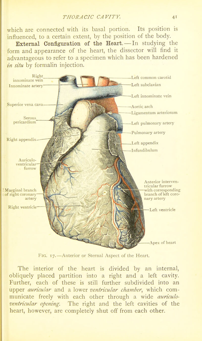 which are connected with its basal portion. Its position is influenced, to a certain extent, by the position of the body. External Configuration of the Heart. — In studying the form and appearance of the heart, the dissector will find it advantageous to refer to a specimen which has been hardened in situ by formalin injection. Right innominate vein Innominate arter> Superior vena cava Serous pericardium Riglit appendix Auriculo ventricula furrow ' Marginal branch of right coronary artery Right ventricle ■Left common carotid ■Left subclavian •Left innominate vein —Aortic arch Ligamentum arteriosum Left pulmonary artery -Pulmonary artery .Left appendix Infundibulum Anterior interven- tricular furrow - ith corresponding branch of left coro- nary artery Left ventricle Apex of heart Fig. 17.—^Anterior or Sternal Aspect of the Heart. The interior of the heart is divided by an internal, obliquely placed partition into a right and a left cavity. Further, each of these is still further subdivided into an upper auriadar and a lower ventricular chamber., which com- municate freely with each other through a wide auriculo- vetitricular opening. The right and the left cavities of the heart, however, are completely shut off from each other.