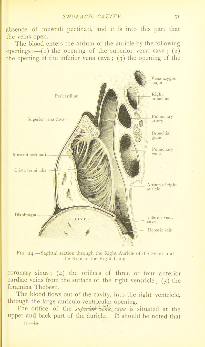 absence of musculi pectinati, and it is into this part that the veins open. The blood enters the atrium of the auricle by the following openings :—(i) the opening of the superior vena cava ; (2) the opening of the inferior vena cava; (3) the opening of the Pericardium Vena azj'gos I; major Right bronchus Superior vena cava- ^^uscuU pectinati Crista terniinalis Diaphragm Pulmonary VgA Bronchial ^ /// Pulmonary Pf'i ' \\ i7( veins _\^_.d^_Jl_ Atrium of right Fig. 24.—Sagittal section through the Right Auricle of the Heart and the Root of the Right Lung. coronary sinus; (4) the orifices of three or four anterior cardiac veins from the surface of the right ventricle; (5) the foramina Thebesii. The blood flows out of the cavity, into the right ventricle, through the large auriculo-ventricular opening. The orifice of the supermi^ -vehd^ mva is situated at the upper and back part of the auricle. It should be noted that II—4«