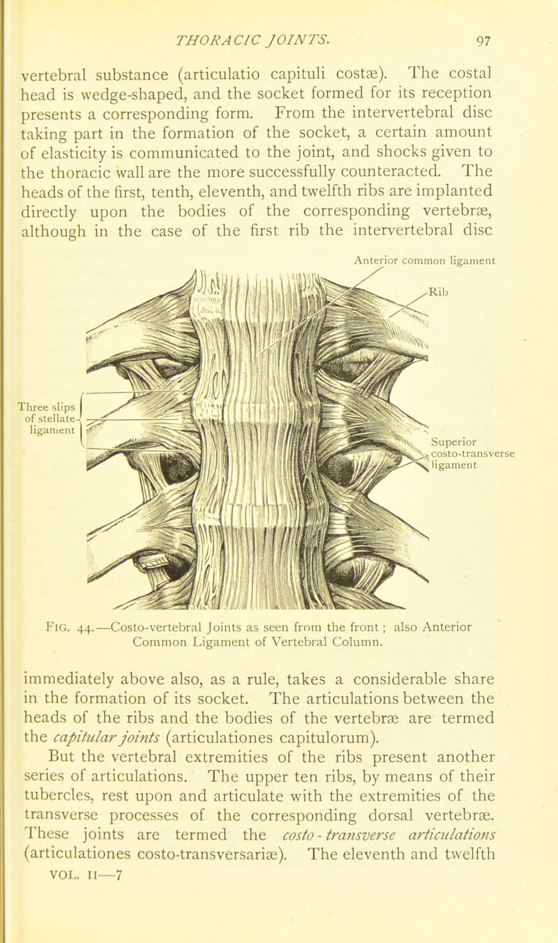 vertebral substance (articulatio capituli costse). The costal head is wedge-shaped, and the socket formed for its reception presents a corresponding form. From the intervertebral disc taking part in the formation of the socket, a certain amount of elasticity is communicated to the joint, and shocks given to the thoracic wall are the more successfully counteracted. The heads of the first, tenth, eleventh, and twelfth ribs are implanted directly upon the bodies of the corresponding vertebrae, although in the case of the first rib the intervertebral disc Anterior common ligament Fig. 44.—Costo-vertebral Joints as seen from the front; also Anterior Common Ligament of Vertebral Column. immediately above also, as a rule, takes a considerable share in the formation of its socket. The articulations between the heads of the ribs and the bodies of the vertebrae are termed the capitular joints (articulationes capitulorum). But the vertebral extremities of the ribs present another series of articulations. The upper ten ribs, by means of their tubercles, rest upon and articulate with the extremities of the transverse processes of the corresponding dorsal vertebrae. These joints are termed the costo - transverse aiiiculations (articulationes costo-transversarite). The eleventh and twelfth VOL. II—7