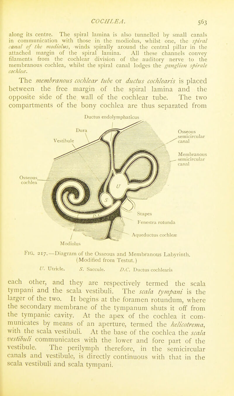 along its centre. The spiral lamina is also tunnelled by small canals in communication with those in the modiolus, whilst one, the spiral (•anal of the modiolus, winds spirally around the central pillar in the attached margin of the spiral lamina. All these channels convey filaments from the cochlear division of the auditory nerve to the membranous cochlea, whilst the spiral canal lodges the ganglion spirale cochleiT. The viembranous cochlear tube or ductus cochlearis is placed between the free margin of the spiral lamina and the opposite side of the wall of the cochlear tube. The two compartments of the bony cochlea are thus separated from Ductus endolymphaticus Modiolus Fig. 217.—Diagram of the Osseous and Membranous Labyrinth. (Modified from Testut.) V. UtrtL-le. ^. Saccule. D.C. Ductus cochlearis each other, and they are respectively termed the scala tympani and the scala vestibuli. The scala tympani is the larger of the two. It begins at the foramen rotundum, where the secondary membrane of the tympanum shuts it off from the tympanic cavity. At the apex of the cochlea it com- municates by means of an aperture, termed the helicotrema, with the scala vestibuli. At the base of the cochlea the scala vestibuli communicates with the lower and fore part of the vestibule. The perilymph therefore, in the semicircular canals and vestibule, is directly continuous with that in the scala vestibuli and scala tympani.