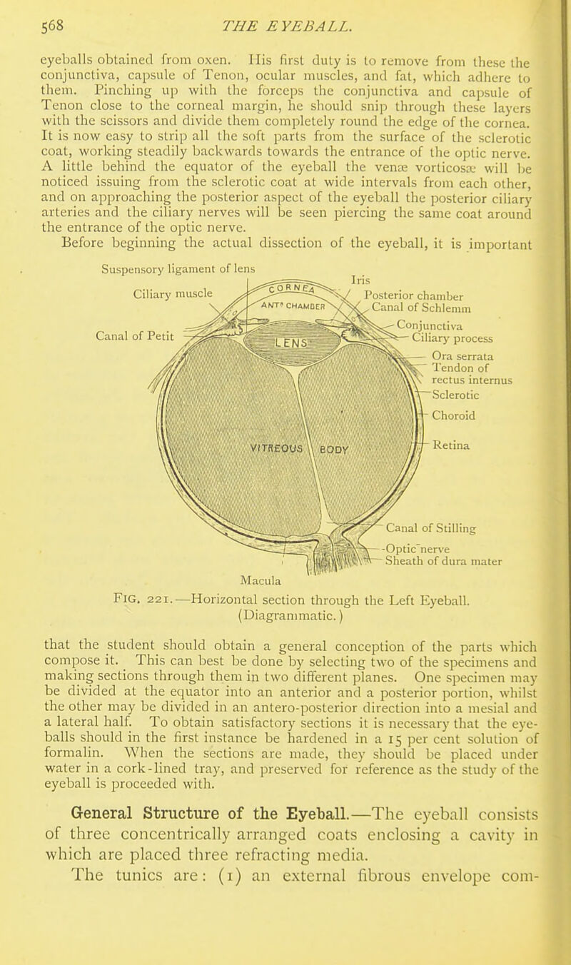 eyeballs obtained from oxen. His first duty is to remove from these the conjunctiva, capsule of Tenon, ocular muscles, and fat, which adhere to them. Pinching up with the forceps the conjunctiva and capsule of Tenon close to the corneal margin, he sliould snip through these layers with the scissors and divide them completely round the edge of the cornea. It is now easy to strip all the soft parts from the surface of the sclerotic coat, working steadily backwards towards the entrance of the optic nerve. A little behind the equator of the eyeball the vente vorticosx' will lie noticed issuing from the sclerotic coat at wide intervals from each other, and on approaching the posterior aspect of the eyeball the posterior ciliary arteries and the ciliary nerves will be seen piercing the same coat around the entrance of the optic nerve. Before beginning the actual dissection of the eyeball, it is important Fig. 221.—Horizontal section through the Left Eyeball. (Diagranmiatic.) that the student should obtain a general conception of the parts which compose it. This can best be done by selecting two of the specimens and making sections through them in two different planes. One specimen may be divided at the equator into an anterior and a posterior portion, wliilst the other may be divided in an antero-posterior direction into a mesial and a lateral half. To obtain satisfactory sections it is necessary that the eye- balls should in the first instance be hardened in a 15 per cent solution of formalin. When the sections are made, they should be placed under water in a cork-lined tray, and preserved for reference as the study of the eyeball is proceeded with. General Structure of the Eyeball.—The eyeball consists of three concentrically arranged coats enclosing a cavity in which are placed three refracting media. The tunics are: (i) an external fibrous envelope com-