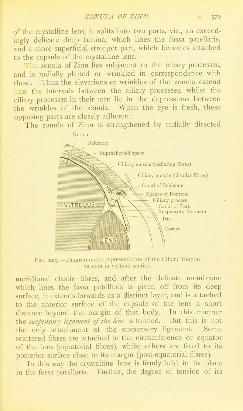 of the crystalline lens, it splits into two parts, viz., an exceed- ingly delicate deep lamina, which lines the fossa patellaris, and-a more superficial stronger part, which becomes attached to the capsule of the crystalHne lens. The zonula of Zinn lies subjacent to the ciliary processes, and is radially plaited or wrinkled in correspondence with these. Thus the elevations or wrinkles of the zonula extend into the intervals between the ciliary processes, whilst the ciliary processes in their turn He in the depressions between the wrinkles of the zonula. When the eye is fresh, these opposing parts are closely adherent. The zonula of Zinn is strengthened by radially directed Retina Fig. 225.—Diagrammatic representation of the Ciliary Region, as seen in vertical section. meridional elastic fibres, and after the delicate membrane wliich lines the fossa patellaris is given off from its deep surface, it extends forwards as a distinct layer, and is attached to the anterior surface of the capsule of the lens a short distance beyond the margin of that body. In this manner suspensory ligament of the lens is formed. But this is not the only attachment of the suspensory ligament. Some scattered fibres are attached to the circumference or equator of the lens (equatorial fibres), whilst others are fixed to its posterior surface close to its margin (post-equatorial fibres). In this way the crystalline lens is firmly held in its place in the fossa patellaris. Further, the degree of tension of its