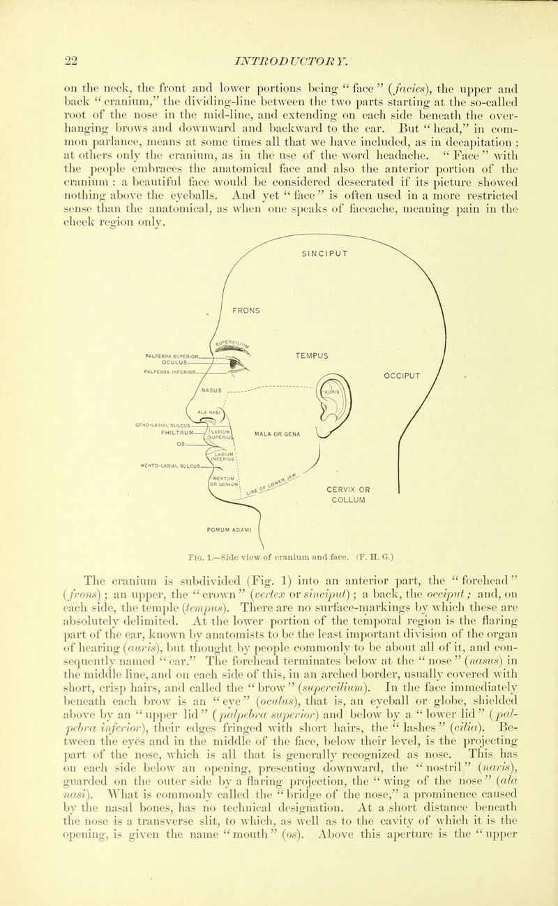 on the neck, the front and lower portions being  face  (^faciea), the upper and back cranium, the dividing-line between the two parts starting at the so-called root of the nose in the mid-line, and extending on each side beneath the over- hanging brows and downward and backward to the ear. But head, in com- mon parlance, means at some times all that we have included, as in decapitation ; at others only the cranium, as in the use of the word headache. Face  Avith the people embraces the anatomical face and also the anterior portion of the cranium : a beautiful face would be considered desecrated if its picture showed nothing above the eyeballs. And yet face  is often used in a more restricted sense than the anatomical, as when one speaks of faceache, meaning pain in the cheek region only. The cranium is subdivided (Fig. 1) into an anterior part, the forehead (frons); an upper, the  croAvn  (vertex or sinciput); a back, the occiput; and, on each side, the temple (temp^ifi). There are no surface-markings by which these are absolutely delimited. At the lower portion of the temporal region is the flaring part of the ear, known by anatomists to be the least important division of the organ of hearing (auris), but thought by people commonly to be about all of it, and con- sequently named  ear. The forehead terminates below at the  nose  (nasus) in the middle line, and on each side of this, in an arched border, usually covered with short, crisp hairs, and called the brow (supercilium). In the face immediately beneath each brow is an  eye (oculus), that is, an eyeball or globe, shielded above by an upper lid (palpehra superior) and below by a  lower lid (jxil- pcbra inferior), their edges fringed Avith short hairs, the  lashes  (cilia). Be- tween the eyes and in the middle of the face, below their level, is the projecting part of the nose, Avhich is all that is generally recognized as nose. This has on each side below an opening, presenting downward, the  nostril (naris), guarded on the outer side by a flaiing projection, the wing of the nose (ala nasi). What is commonly called the  bridge of the nose, a 2)rominence caused by the nasal bones, has no technical designation. At a short distance beneath the nose is a transverse slit, to which, as well as to the cavity of which it is the opening, is given the name mouth (os). Above this aperture is the upper j