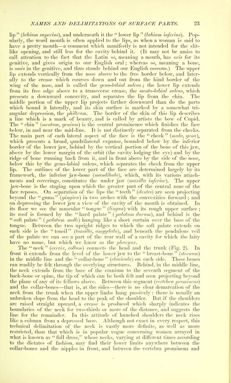 lip {labium superius), and underneath it the  lower lip  (labium inferius). Pop- ularly, the word mouth is often applied to the lips, as when a woman is said to have a pretty mouth—a comment which manifestly is not intended for the slit- like opening, and still less for the cavity behind it. (It may not be amiss to call attention to the fact that the Latin os, meaning a mouth, has ojv'.s for its genitive, and gives origin to our English oral; whereas os, meaning a bone, is ossis in the genitive, and thus stands behind our English osseous.) The upper lip extends vertically from the nose above to the free border below, and later- ally to the crease which courses down and out from the hind border of the wing of the nose, and is called the geno-labial sulcus; the lower lip extends from its free edge above to a transverse crease, the mento-labial sulcus, which presents a downward concavity, and separates the lip from the chin. The middle portion of the upper lip projects farther downward than do the parts which bound it laterally, and its skin surface is marked by a somewhat tri- angular depression, the philtrum. The border of the skin of this lip describes a line which is a mark of beauty, and is called by artists the bow of Cupid. The  chin  {mentum, genium) is the central prominence which finishes the face below, in and near the mid-line. It is not distinctly separated from the cheeks, The main part of each lateral aspect of the face is the  cheek  {m,ala, gena), which presents a broad, quadrilateral expanse, bounded below by the inferior border of the lower jaw, behind by the vertical jiortion of the bone of this jaw, above by the lower margin of the orbit (the cavity lodging the eye) and by the ridge of bone running back from it, and in front above by the side of the nose, below this by the geno-labial sulcus, which separates the cheek from the upper lip. The outlines of the lower part of the face are determined largely by its framework, the inferior jaw-bone (mandibula), which, with its various attach- ments and coverings, constitutes the under jaw {maxilla inferior). The upper jaw-l)one is the staging upon which the greater ]iart of the centi-al zone of the face reposes. On separation of the lips the  teeth  (denies) are seen projecting beyond the guma (gingivce) in tAvo arches with the convexities forward; and on depressing the lower jaw a view of the cavity of the mouth is obtained. In its floor we see the muscular  tongue (lingua) with its rough upper surface ; its roof is formed by the hard i^nhxie (jxtlatum durum), and behind is the soft palate (palatum molle) hanging like a short curtain over the base of the tongue. Between the two upright ridges to which the soft palate extends on each side is the tonsil (tonsilla, amygdala), and beneath the pendulous veil of the palate we can see a part of the rear wall of a cavity for which the laity have no name, but which we know as the pjliari/n.r. The  neck  (ceririx, coUmn) connects the head and the trunk (Fig. 2). In front it extends from tlie level of the lower jaw to the  breast-bone  (sternum) in the middle line and the  collar-bone  (clavicula) on each side. These bones can readily be felt through the overlying structures. Behind, in the middle line, the neck extends from the base of the cranium to the seventh segment of the back-bone or spine, the tip of which can be both felt and seen pi'ojecting beyond the plane of any of its fellows al)ove. Between this segment (vertebra ji^'ominens) and the collar-bones—that is, at the sides—there is no clear demarcation of the neck from the trunk when the uj^per limbs hang passively : there is usually an unbroken slope from the head to the peak of the shoulder. But if the shoulders are raised straight upward, a ci'ease is produced which sharply indicates the boundaries of the neck for two-thirds or more of the distance, and suggests the line for the remainder. In this attitude of hunched shoulders the neck rises like a column from a de])ressed base. Although not exact in every respect, this technical delimitation of the neck is vastly more definite, as well as more restricted, than that which is in popular vogue concerning women arrayed in what is known as  full dress, whose necks, varying at different times according to the dictates of fashion, may find their lower limits anywhere between the collar-bones and the nipples in front, and between the vertebra prominens and