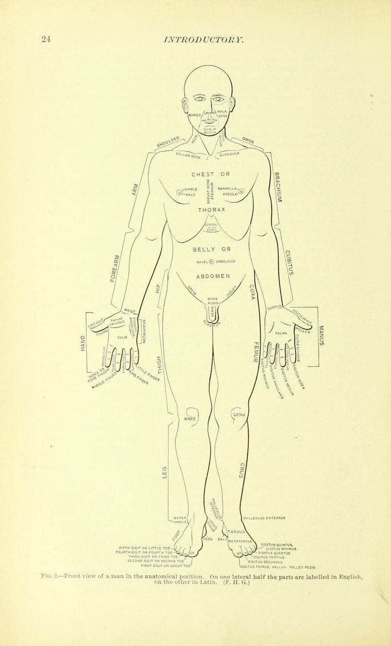 Tig. 2. —Front view of a man in the anatomical position. On one lateral half the parts are labelled in English, on the other in Latin. (F. H. G.)