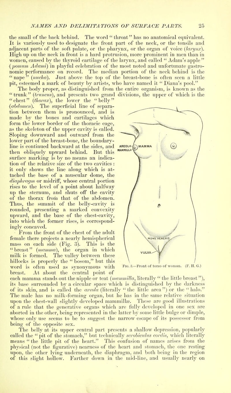 the small of the back behind. The word throat has no anatomical equivalent. It is variously used to designate the front part of the neck, or the tonsils and adjacent parts of the soft palate, or the pharynx, or the organ of voice {larynx). High up on the neck in front is a hard protrusion, more prominent in men than in women, caused by the thyroid cartilage of the larynx, and called Adam's apple ■(jiomimi Adami) in playful celebration of the most noted and unfortunate gastro- nomic performance on record. The median portion of the neck behind is the nape {nucha). Just above tlie top of the breast-bone is often seen a little pit, esteemed a mark of beauty by artists, who have named it Diana's pool. The body proper, as distinguished from the entire organism, is known as the trunk {truneus), and presents two grand divisions, the upper of which is the chest {thorax), the lower the belly {abdomen). The superficial line of separa- tion between them is pronounced, and is made by the bones and cartilages which form the lower border of the thoracic cage, as the skeleton of the upper cavity is called. Sloping downward and outward from the lower part of the breast-bone, the boundary- line is continued backward at the sides, and then obliquely upward behind. But this surface marking is by no means an indica- tion of the relative size of the two cavities : it only shows the line along which is at- tached the base of a muscular dome, the diaphragm or midriff, whose central portion rises to the level of a point about halfway up the sternum, and shuts off the cavity of the thorax from that of the abdomen. Thus, the summit of the belly-cavity is rounded, presenting a marked convexity upward, and the base of the chest-cavity, into which the former rises, is correspond- ingly concaved. From the front of the chest of the adult female there projects a nearly hemispherical mass on each side (Fig. 3). This is the breast {mamma), the organ in which milk is formed. The valley between these hillocks is properly the bosom, but this word is often used as synonymous with breast. At about the central point of each mamma stands out the nipple or teat {mammilla, literally the little breast), its base surrounded by a circular space which is distinguished by the darkness of its skin, and is called the areola (literally the little area) or the halo. The male has no milk-forming organ, but he has in the same relative situation upon the chest-wall slightly developed mammillte. These are good illustrations of a rule that the generative organs which ai'e fully developed in one sex are aborted in the other, being represented in the latter by some little bulge or dimple, whose only use seems to be to suggest the narrow escape of its possessor from being of the opposite sex. The belly at its upper central part presents a shallow depression, popularly called the pit of the stomach, but technically scrobiculus cordis, which literally means the little pit of the heart. This confusion of names arises from the physical (not the figurative) nearness of the heart and stomach, the one resting upon, the other lying underneath, the diaphragm, and both being in the region of this slight hollow. Farther down in the mid-line, and usually nearly on Fig. 3.—Front of torso of woman. (F. H. G.)