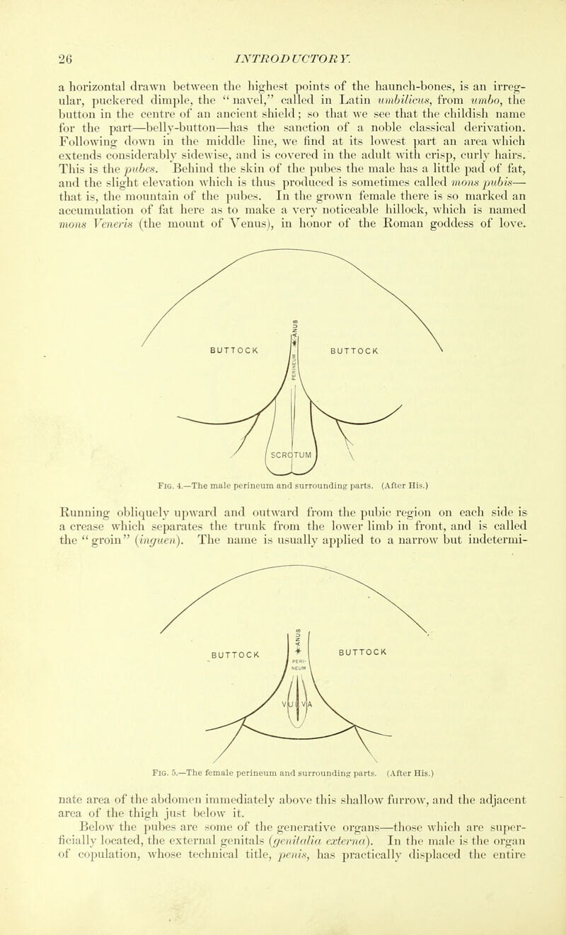 a horizontal drawn between the highest points of the haunch-bones, is an irreg- ular, puckered dimple, the navel, called in Latin umbilicus, from umbo, the button in the centre of an ancient shield; so that we see that the childish name for the part—belly-button—has the sanction of a noble classical derivation. Following down in the middle line, we find at its lowest part an area which extends considerably sidewise, and is covered in the adult with crisp, curly hairs. This is the pubcs. Behind the skin of the pubes the male has a little pad of fat,, and the slight elevation which is thus produced is sometimes called mons jmbis— that is, the mountain of the pubes. In the grown female there is so marked an accumulation of fat hei'e as to make a very noticeable hillock, which is named mons Veneris (the mount of A^enus), in honor of the Roman goddess of love. Fig. 4.—The male perineum and surrounding parts. (After His.) Running obliquely upward and outward from the pubic region on each side i& a crease which separates the trunk from the lower limb in front, and is called the groin (inguen). The name is usually applied to a narrow but indetermi- FiG. 5.—The female perineum and surrounding parts. (After His.) nate area of the abdomen immediately above this shallow furrow, and the adjacent area of the thigh just below it. Below the pubes are some of the generative organs—those which are super- ficially located, the external genitals {genitalia externa). In the male is the organ of copulation, whose technical title, penis, has practically displaced the entire
