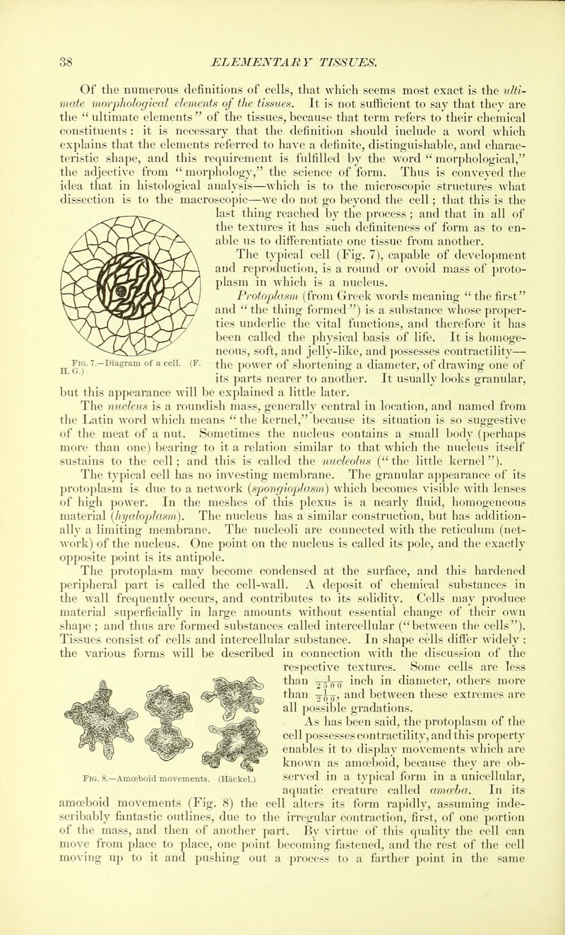 Fig. 7.—Diagram of a cell, H. G.) Of the numerous definitions of cells, that which seems most exact is the uUi- mate morjjJwlogical elements of the tissues. It is not sufficient to say that they are the  ultimate elements  of the tissues, because that term refers to their chemical constituents : it is necessary that the definition should include a word which explains that the elements referred to have a definite, distinguishable, and charac- teristic shape, and this requirement is fulfilled by the word  morphological, the adjective from  morphology, the science of form. Thus is conveyed the idea that in histological analysis—which is to the microscopic structures what dissection is to the macroscopic—we do not go beyond the cell; that this is the last thing reached by the process; and that in all of the textures it has such definiteness of form as to en- able us to differentiate one tissue from another. The typical cell (Fig. 7), capable of development and reproduction, is a round or ovoid mass of proto- plasm in which is a nucleus. Protoplasm (from Greek words meaning  the first and  the thing formed ) is a substance whose proper- ties underlie the vital functions, and therefore it has been called the physical basis of life. It is homoge- neous, soft, and jelly-like, and possesses contractility— the power of shortening a diameter, of drawing one of its parts nearer to another. It usually looks granular, but this appearance will be explained a little later. The nucleus is a roundish mass, generally central in location, and named from the Latin word which means  the kernel, because its situation is so suggestive of the meat of a nut. Sometimes the nucleus contains a small body (perhaps more than one) bearing to it a relation similar to that which the nucleus itself sustains to the cell; and this is called the nudeolus (the little kei-nel). The typical cell has no investing membrane. The granular appearance of its protoplasm is due to a network (spongioplasm) which becomes visible with lenses of high power. In the meshes of this plexus is a nearly fluid, homogeneous material {hyaloplasm). The nucleus has a similar construction, but has addition- ally a limiting membrane. The nucleoli are connected with the reticulum (net- work) of the nucleus. One point on the nucleus is called its pole, and the exactly opposite point is its antipole. The protoplasm may become condensed at the surface, and this hardened peripheral part is called the cell-Avall. A deposit of chemical substances in the wall frequently occurs, and contributes to its solidity. Cells may produce material superficially in large amounts without essential change of their own shape ; and thus are formed substances called intercellular (between the cells). Tissues consist of cells and intercellular substance. In shape cells differ widely : the various forms will be described in connection with the discussion of the respective textures. Some cells are less than YToo ^'^^'^ diameter, others more than 5 o-> and between these extremes are all possible gradations. As has been said, the protoplasm of the cell possesses contractility, and this jiroperty enables it to display movements which are known as amoeboid, because they are ob- served in a typical form in a unicellular, aquatic creature called amwba. In its cell alters its form rapidly, assuming inde- the irregular contraction, first, of one portion part. By virtue of this quality the cell can move from place to place, one point becoming fastened, and the rest of the cell up to it and pushing out a process to a farther point in the same Fig. 8.—Amceboid movements. (Hackel.) amoeboid movements (Fig. 8) the scribably fantastic outlines, due to of the mass, and then of another