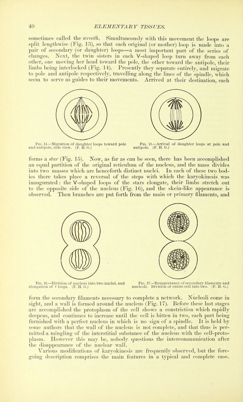 sometimes called the wreath. Simultaneously with this movement the loops are split lengthwise (Fig. 13), so that each original (or mother) loop is made into a pair of secondary (or daughter) loops—a most important part of the series of changes. Next, the twin sisters in each V-shaped loop turn away from each other, one moving her head toward the pole, the other toward the antipole, their limbs being interlocked (Fig. 14). Presently they separate entirely, and migrate to pole and antipole respectively, travelling along the lines of the spindle, which seem to serve as guides to their movements. Arrived at their destination, each Fig. 14.—Migration of daughter loops toward pole Fig. 15.—Arrival of daughter loops at pole and and antipole, side view. (F. H. G.) , antipole. (F. H. G.) forms a star (Fig. 15). Now, as far as can be seen, there has been accomplished an equal partition of the original reticulum of the nucleus, and the mass divides into two masses which are henceforth distinct nuclei. In each of these two bod- ies there takes place a reversal of the steps with which the karyokinesis was inaugurated : the V-shaped loops of the stars elongate, their limbs stretch out to the opposite side of the nucleus (Fig. 16), and the skein-like appearance is observed. Then branches are put forth from the main or primary filaments, and Fig. 16.—Division of nucleus into two nuclei, and Fig. 17.—Reappearance of secondary filaments and elongation of V loops. (F. H. G.) nucleoli. Division of entire cell into two. (F. H. G.) form the secondary filaments necessary to complete a network. Nucleoli come in sight, and a Avail is formed around the nucleus (Fig. 17). Before these last stages are accomplished the protoplasm of the cell shows a constriction which rapidly deepens, and continues to increase until the cell is bitten in two, each jjart being furnished with a perfect nucleus in which is no sign of a spindle. It is held by some authors that the wall of the nucleus is not complete, and that thus is per- mitted a mingling of the interstitial substance of the nucleus with the cell-proto- plasm. However this may be, nobody questions the intercommunication after the disappearance of the nuclear wall. Various modifications of karyokinesis are frequently observed, but the fore- going description comprises the main features in a typical and complete case.