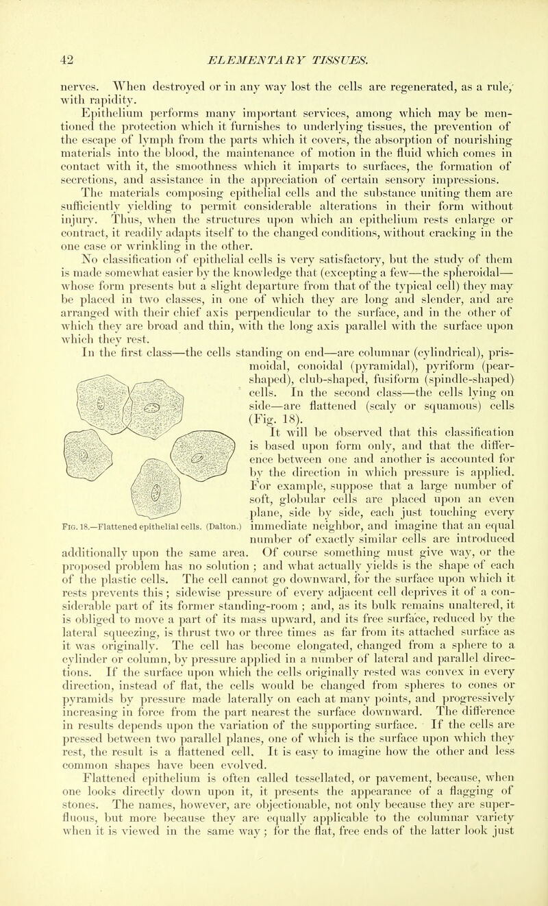 nerves. When destroyed or in any way lost the cells are regenerated, as a rnle,' with rapidity. Epithelium performs many important services, among which may be men- tioned the protection which it furnishes to underlying tissues, the prevention of the escape of lymjih from the parts which it covers, the absorption of nourishing materials into the blood, the maintenance of motion in the fluid which comes in contact with it, tlie smoothness which it imparts to surfaces, the formation of secretions, and assistance in the appreciation of certain sensory impressions. The materials composing epitlielial cells and the substance uniting them are sufficiently yielding to permit considerable alterations in their form without injury. Thus, when the structures upon which an epithelium rests enlarge or contract, it readily adapts itself to the changed conditions, without cracking in the one case or wrinkling in the other. No classification of epithelial cells is very satisfactory, but the study of them is made somewhat easier by the knowledge that (excepting a few—the spheroidal— whose form presents but a slight departure from that of the typical cell) they may be placed in two classes, in one of Avhich they are long and slender, and are arranged with their chief axis perpendicidar to the surface, and in the other of which they are broad and thin, with the long axis parallel with the surface upon which they rest. In the first class—the cells standing on end—are columnar (cylindrical), pris- moidal, conoidal (pyramidal), pyriform (pear- shaped), club-shaped, fusiform (spindle-shaped) cells. In the second class—the cells lying on side—are flattened (scaly or squamous) cells (Fig. 18). It will be observed that this classification is based upon form only, and that the differ- ence between one and another is accounted for by the direction in which pressure is applied. For example, suppose that a large number of soft, globular cells are placed upon an even plane, side by side, each just touching every Fig. 18—Flattened epithelial cells. (Daiton.) immediate neighbor, and imagine that an equal number of exactly similar cells are introduced additionally upon the same area. Of course something must give way, or the proposed problem has no solution ; and what actually yields is the shape of each of the plastic cells. The cell cannot go downward, for the surface upon which it rests prevents this ; sidewise pressure of every adjacent cell deprives it of a con- siderable part of its former standing-room ; and, as its bulk remains unaltered, it is obliged to move a part of its mass upward, and its free surface, reduced by the lateral squeezing, is thrust two or three times as far from its attached surftxce as it was originally. The cell has become elongated, changed from a sphere to a cylinder or column, by pressure applied in a mmiber of lateral and parallel direc- tions. If the surface upon which the cells originally rested was convex in every direction, in.stead of flat, the cells would be changed from spheres to cones or pyramids by pressure made laterally on each at many points, and progressively increasing in force from the part nearest the surface downward. The difference in results depends upon the variation of the supporting surface. If the cells are pressed between two parallel planes, one of which is the surface upon which they rest, the result is a flattened cell. It is easy to imagine how the other and less common shapes have been evolved. Flattened epithelium is often called tessellated, or pavement, because, when one looks directly down upon it, it presents the ajipearance of a flagging of stones. The names, however, are objectionable, not only because they ai'e super- fluous, but more because they are equally applicable to the columnar variety when it is viewed in the same way; for the flat, free ends of the latter look just