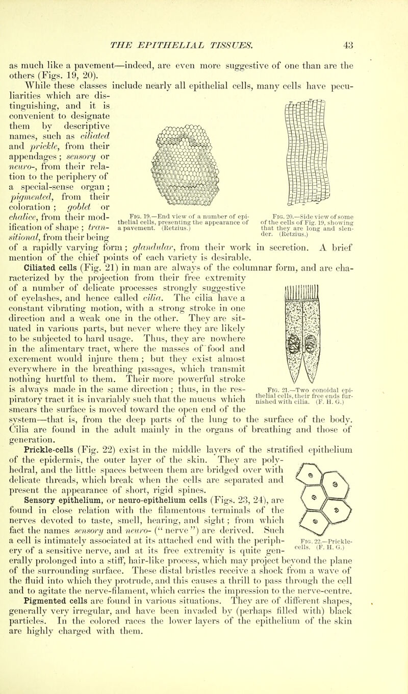as ciliated from their sensory or their rela- Fig. 19.- -End view of a number of epi- thelial cells, presenting the appearance of a pavement. (Retzius.) Fig. 20.—Side view of some of the cells of Fig. 19, showing that they are long and slen- der. (Retzius.) as much like a pavement^—indeed, are even more suggestive of one than are the others (Figs. 19, 20). While these classes include nearly all epithelial cells, many cells have pecu- liarities which are dis- tinguishing, and it is convenient to designate them by descriptive names, such and prickle, appendages ; neuro-, from tion to the periphery of a special-sense organ; pigmented, from their coloration ; goblet or chedice, from their mod- ification of .shape ; tran- sitional, from their being of a rapidly varying form; glandular, from their work in secretion. A brief mention of the chief points of each variety is desirable. Ciliated cells (Fig. 21) in man are always of the columnar form, and are cha- racterized by the projection from their free extremity of a number of delicate processes strongly suggestive of eyela.shes, and hence called cilia. The cilia have a constant vibrating motion, with a strong sti'oke in one direction and a weak one in the other. They are sit- uated in various parts, but never where they are likely to be subjected to hard usage. Thus, they are nowhere in the alimentary tract, Avhere the masses of food and excrement would injure them ; but they exist almost everywhere in the bi*eathing pas.sages, which transmit nothing hurtful to them. Their more powerful stroke is always made in the same direction ; thus, in the res- piratory tract it is invariably such that the mucus which smears the surface is moved toward the open end of the system—that is, from the deep parts of the lung to the surface of the body. Cilia are found in the adult mainly in the organs of breathing and those of generation. Prickle-cells (Fig. 22) exist in the middle layers of the stratified epithelium of the epidermis, the outer layer of the skin. They are poly- hedral, and the little spaces between them are bridged over with delicate threads, which break when the cells are separated and present the aj^pearance of short, rigid spines. Sensory epithelium, or neuro-epithelium cells (Figs. 23, 24), are found in close relation with the filamentous terminals of the nerves devoted to taste, smell, hearing, and sight; from which fact the names sensory and neuro- ( nerve ) are derived. Such a cell is intimately associated at its attached end with the periph- ery of a sensitive nerve, and at its free extremity is quite gen- erally prolonged into a stiif, hair-like process, which may project beyond the jilane of the surrounding surface. These distal bristles receive a shock from a wave of the fluid into which they protrude, and this causes a thrill to pass thi'ough the cell and to agitate the nerve-filament, which carries the impression to the nerve-centi'e. Pigmented cells are found in various situations. They are of diiferent shapes, generally very irregular, and have been invaded by (perhaps filled with) black particles. In the colored races the lower layers of the epithelium of the skin are highly charged with them. Fig. 21.—Two conoidal epi- thelial cells, tlieir free ends fur- nished with cilia. (F. H. G.) Fig. 22.—Prickle-