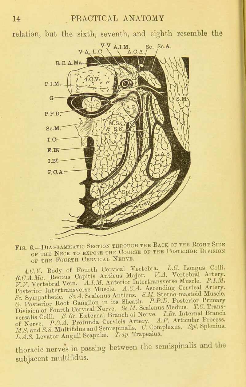 relation, but the sixth, seventh, and eighth resemble the V y A.I M. Sc. ScA. Fig 6 —Diagrammatic Section through the Back of the Right Side * OP the Neck to expose the Oouuse op the Posterior Division OF THE Fourth Cervical Nerve. ACV Body of Fourth Cervical Vertebra. L.G. Longus Colli. R.GA.'Ma. Rectus Capitis Anticus Major. V.A. Vertebral Artery. V V Vertebral Vein. A.LM. Anterior Intertransverse Muscle. 1 J.M. Posterior Intertransverse Muscle. A.G.A. Ascending Cervical Artery. & Svm, athetic. Sc.A. Scalenus Anticus. S.M. Sterno-mastoid Muscle. Q- Irtirior Root Ganglion in its Sheath P.P.!) Posterior Primary Division of Fourth Cervi^^al Nerve. Sc.M. Scalenus Medius T.C. Trans- Colli. E.Br. External Branch of Nerve. I Br Internal Branch of Nerve P.a^. Profunda Cervicis Artery ^-P- Articular Process. M.s 7ndS.S MultifidusandSemispinalis. G'. Complexus. bpl. Splemns. L.'a'.S. Levator Anguli Scapula. Trap. Trapezius. thoracic nerves in passing between the semispinalis and the subjacent multifidus.