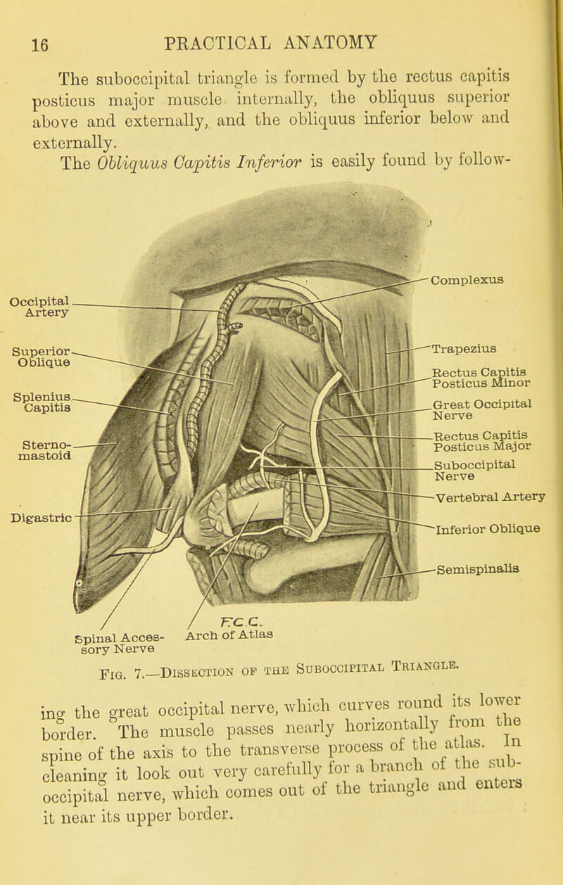 The suboccipital triangle is formed by the rectus capitis posticus major muscle internally, the obliquus superior above and externally, and the obliquus inferior below and externally. The Obliquus Capitis Inferior is easily found by folio w- Occipital Aj-tery Superior Oblique Spleniua, Capitis Sterno- mastoid Digastric Spinal Acces- sory Nerve KCC. Arch of Atlas Complejcus Trapezius Rectus Capitis Posticus Minor _ Great Occipital Nerve Rectus Capitis Posticus Major Suboccipital Nerve Vei-tebral Artery Inferior Oblique Semisptnalis Fig. 7.—Dissection of the Suboccipital Triangle. in. the great occipital nerye, which curves round its lower border The muscle passes nearly horizonta ly from the spine of the axis to the transverse process of f^^ ^'l^' cleaning it look out very carefully for a branch of the sub- occipital nerve, which comes out of the triangle and enters it near its upper border.