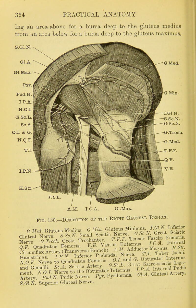 ing an area above for a bursa deep to the gluteus medius from an area below for a bursa deep to the gluteus maxiuius. S.G1.N I.P.N H.Str. A.M. I.C.A. Gl.Max. .Med. Fig. 156.—Dissection of the Right Gluteal Region. G Med. Gluteus Medius. G.Min. Gluteus Minimus. /.M lnfe^^^^^ Gluteal Nerve, ^^c.ij. Small S-t.c Ne.je. .i^^^^^^^^ Nerve. G.Troch. Great Trochanter. TJ'J^ iensoi Jasciffi Q.F. Quadratus Femons. VJ:. Vastus ^xteinu^ ^ Circumflex Artery (Transverse Branch). ^^^^.^■^^/^'^''yV Tuber Ischii. Hamstrings. 7.P.i^. Inferior ^al Ne^ve^ Obturator Internus JS.Gl.N. Superior Gluteal Nerve.