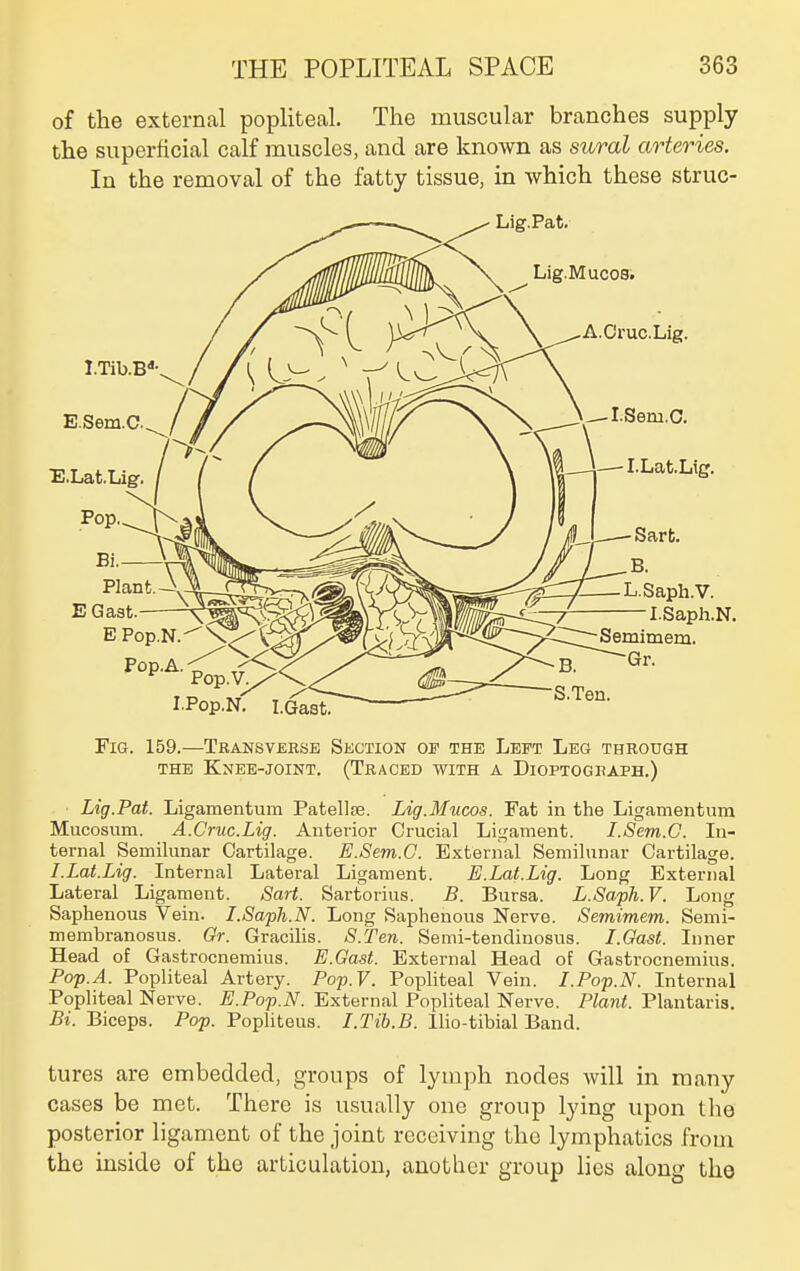 of the external popliteal. The muscular branches supply the superficial calf muscles, and are known as sural arteries. In the removal of the fatty tissue, in which these struc- FiG. 159.—Transverse Section of the Left Leg through THE Knee-joint. (Traced with a Dioptogeaph.) Lig.Pat. Ligamentum Patellse. Lig.Mucos. Fat in the Ligamentum Mucosum. A.Cruc.Lig. Anterior Crucial Ligament. I.Sem.C. In- ternal Semilunar Cartilage. E.Sem.C. External Semilunar Cartilage. I.Lat.Lig. Internal Lateral Ligament. E.Lat.Lig. Long External Lateral Ligament. Sart. Sartorius. B. Bursa. L.Saph.V. Long Saphenous Vein. I.Saph.N. Long Saphenous Nerve. Semimem. Semi- membranosus. Gr. Gracilis. S.Ten. Semi-tendinosus. I.GaM. Inner Head of Gastrocnemius. E.Gast. External Head of Gastrocnemius. Pop.A. Popliteal Artery. Pop.V. Popliteal Vein. I.Pop.N. Internal Popliteal Nerve. E.Pop.N. External Popliteal Nerve. Plant. Plantaris. Bi. Biceps. Pop. Popliteus. I.Tib.B. Ilio-tibial Band. tures are embedded, groups of lymph nodes will in many cases be met. There is usually one group lying upon the posterior ligament of the joint receiving the lymphatics from the inside of the articulation, another group lies along the