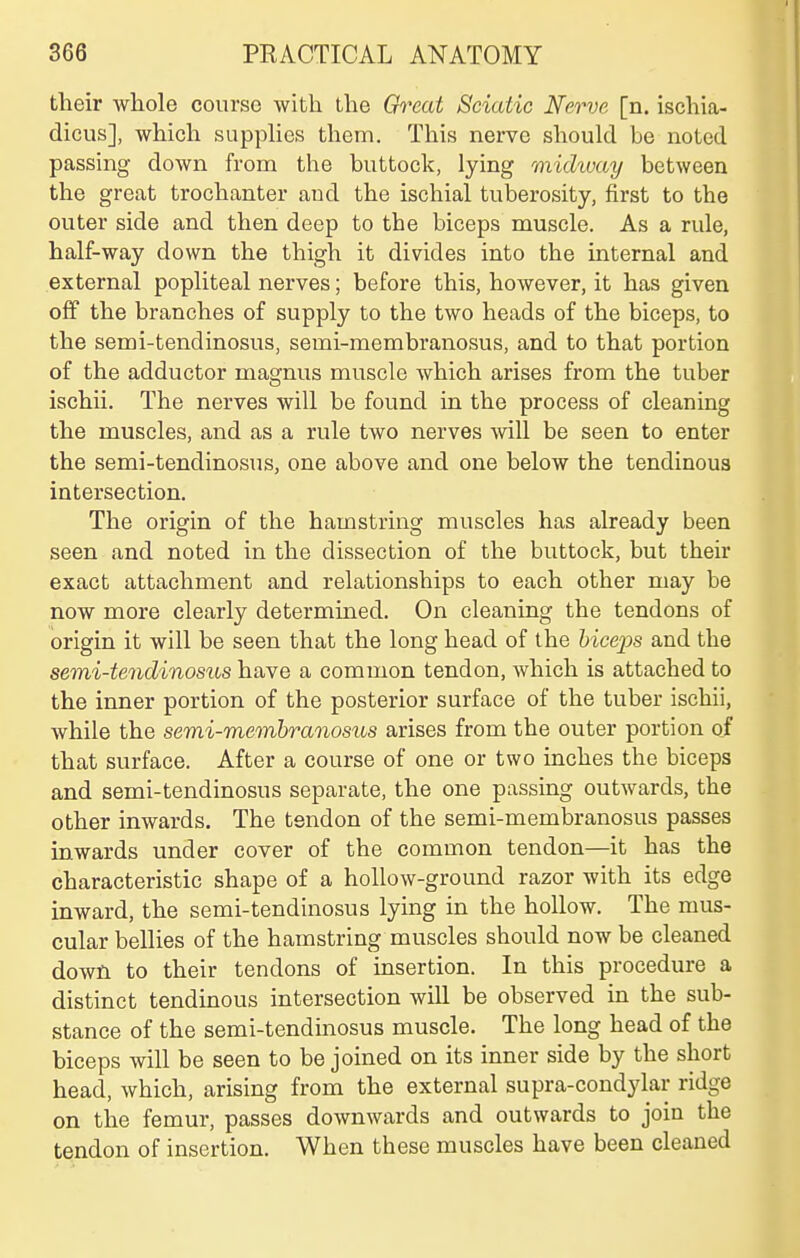 their whole course with the Great Sciatic Nerve [n. ischia- dicus], which suppHes them. This nerve should be noted passing down from the buttock, lying michvay between the great trochanter and the ischial tuberosity, first to the outer side and then deep to the biceps muscle. As a rule, half-way down the thigh it divides into the internal and external popliteal nerves; before this, however, it has given off the branches of supply to the two heads of the biceps, to the semi-tendinosus, semi-membranosus, and to that portion of the adductor magnus muscle which arises from the tuber ischii. The nerves will be found in the process of cleaning the muscles, and as a rule two nerves will be seen to enter the semi-tendinosus, one above and one below the tendinous intersection. The origin of the hamstring muscles has already been seen and noted in the dissection of the buttock, but their exact attachment and relationships to each other may be now more clearly determined. On cleaning the tendons of origin it will be seen that the long head of the hicej^s and the semi-tendinosus have a common tendon, which is attached to the inner portion of the posterior surface of the tuber ischii, while the semi-memhranosus arises from the outer portion of that surface. After a course of one or two inches the biceps and semi-tendinosus separate, the one passing outwards, the other inwards. The tendon of the semi-membranosus passes inwards under cover of the common tendon—it has the characteristic shape of a hollow-ground razor with its edge inward, the semi-tendinosus lying in the hollow. The mus- cular bellies of the hamstring muscles should now be cleaned down to their tendons of insertion. In this procedure a distinct tendinous intersection will be observed in the sub- stance of the semi-tendinosus muscle. The long head of the biceps will be seen to be joined on its inner side by the short head, which, arising from the external supra-condylar ridge on the femur, passes downwards and outwards to join the tendon of insertion. When these muscles have been cleaned