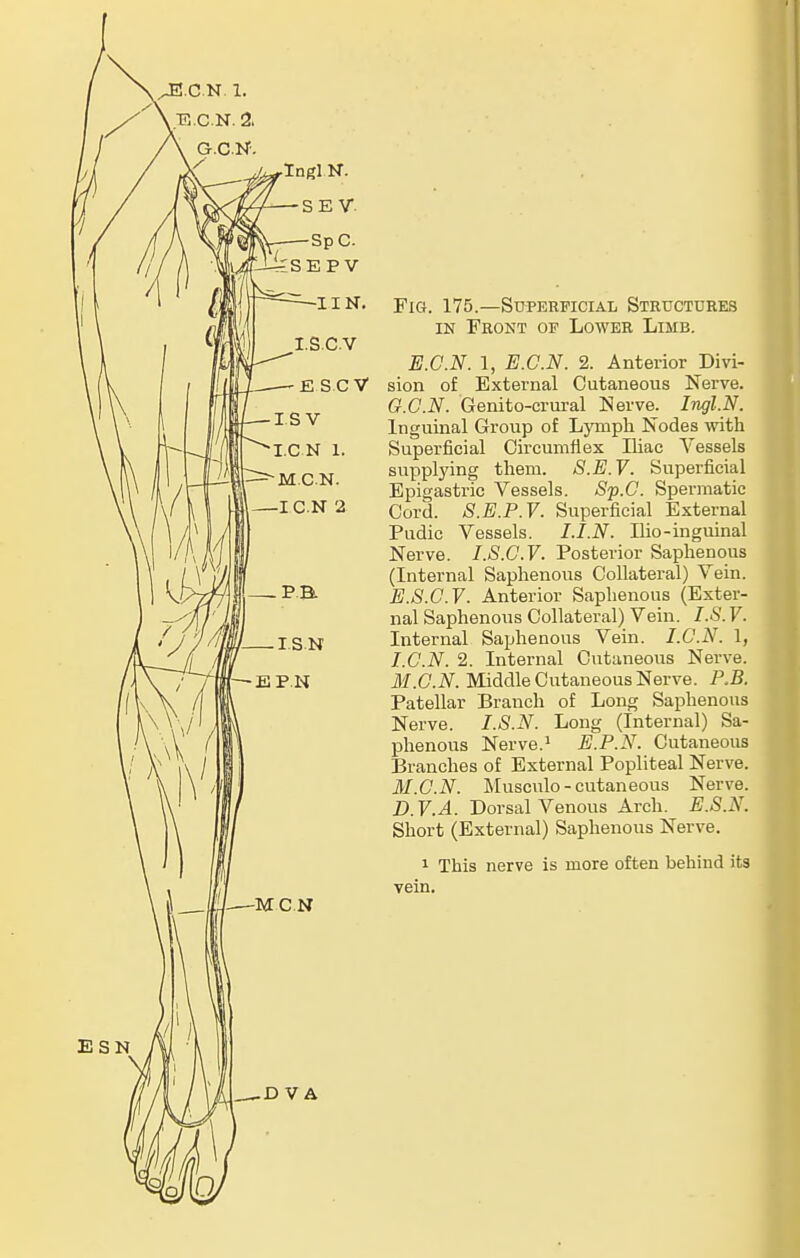 ,^.C.N 1. .F. C.N. 2, G.C.N-. 0 -SpC. SEP V -UN. i.s.c.v ■E S.CV -I S V •I.CN 1. ^MCN. —I C.N 2 . I.S.N (—EP.N -MCN Fig. 175.—Superficial Structures IN Front of Lower Limb. E.C.N. 1, E.C.N. 2. Anterior Divi- sion of External Cutaneous Nerve. G.C.N. Genito-crural Nerve. Ingl.N. Inguinal Group of Ljonph Nodes with Superficial Circumflex Iliac Vessels supplying them. S.E.V. Superficial Epigastric Vessels. Sp.C. Spermatic Cord. S.E.P.V. Superficial External Pudic Vessels. I.I.N. Ilio-inguinal Nerve. I.S.C.V. Posterior Saphenous (Internal Saphenous Collateral) Vein. E.8.C.V. Anterior Saphenous (Exter- nal Saphenous Collateral) Vein. I.S. V. Internal Saphenous Vein. I.C.N. 1, I.C.N. 2. Internal Cutaneous Nerve. M.C.N. Middle Cutaneous Nerve. P.B. Patellar Branch of Long Saphenous Nerve. I.S.N. Long (Internal) Sa- phenous Nerve.' E.P.N. Cutaneous Branches of External Popliteal Nerve. M.C.N. Musculo - cutaneous Nerve. D.V.A. Dorsal Venous Arch. E.S.N. Sliort (External) Saphenous Nerve. 1 This nerve is more often behind its vein. ESN .D V A