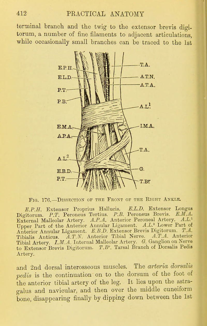 tenminal branch and the twig to the extensor brevis digi- torum, a number of fine filaments to adjacent articulations, while occasionally small branches can be traced to the 1st Fig. 176.—Dissection of the Front op the Eight Ankle. E.P.H. Extensor Proprius Hallueis. E.L.D. Extensor Longus Digitorum. P.T. Peroneus Tertius. P.B. Peroneus Brevis. E.M.A. External Malleolar Artery. A.P.A. Anterior Peroneal Artery. A.L} Upper Part of the Anterior Annular Ligament. A.L.^ Lower Part of Anterior Annular Ligament. E.B.D. Extensor Brevis Digitorum. T.A. Tibialis Anticus. A.T.N. Anterior Tibial Nerve. A.T.A. Anterior Tibial Artery. I.M.A. Internal Malleolar Artery. 0. Ganglion on Nerve to Extensor Brevis Digitorum. T.B''. Tarsal Branch of Dorsalis Pedis Artery. and 2nd dorsal interosseous muscles. The arteo-ia dorsalis pedis is the continuation on to the dorsum of the foot of the anterior tibial artery of the leg. It lies upon the astra- galus and navicular, and then over the middle cuneiform bone, disappearing finally by dipping down between the 1st