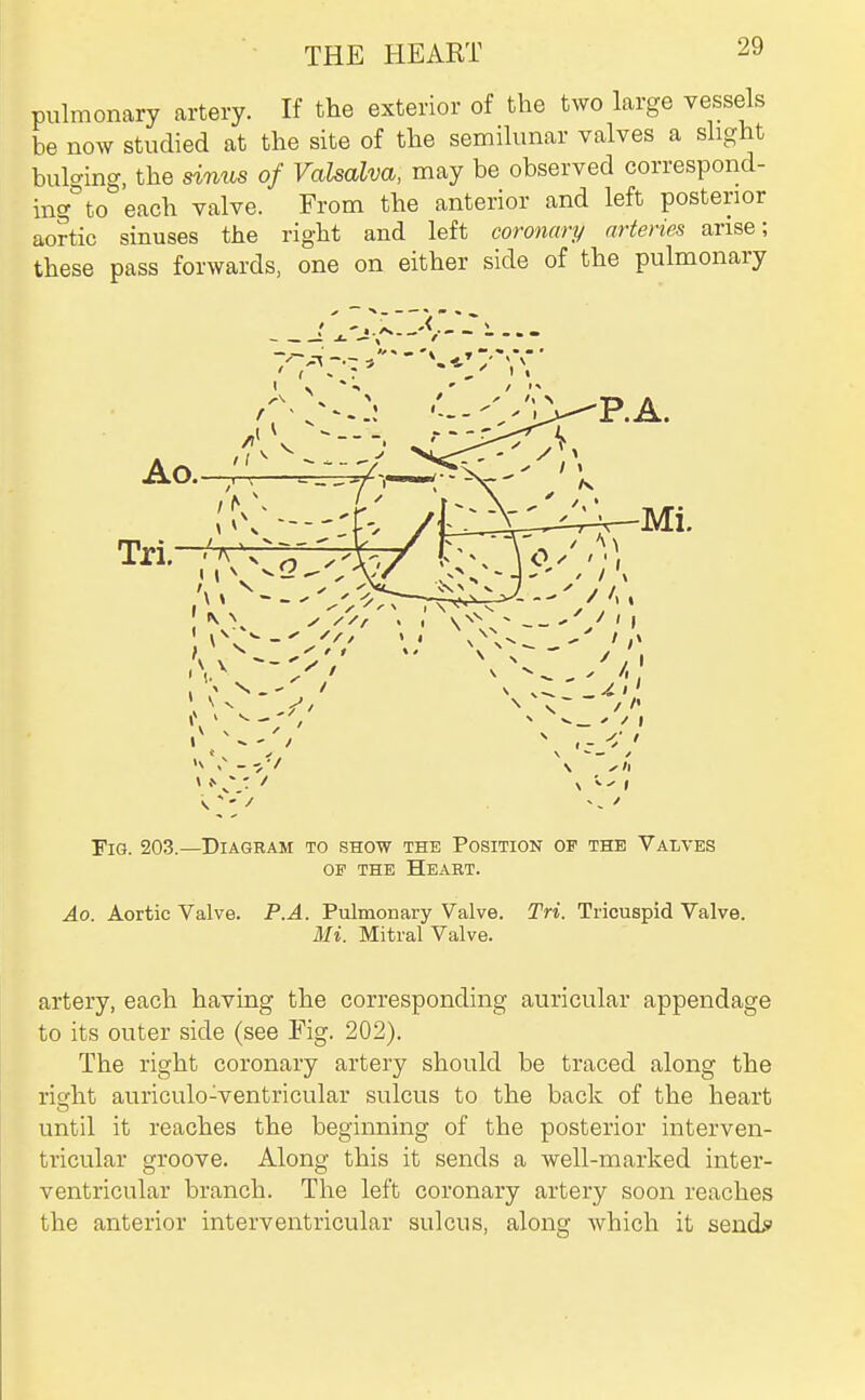 pulmonary artery. If the exterior of the two large vessels be now studied at the site of the semilunar valves a slight bulging, the sinus of Valsalva, may be observed correspond- ing to each valve. From the anterior and left posterior aortic sinuses the right and left coronary arteries arise; these pass forwards, one on either side of the pulmonary Fig. 203.—Diagram to .show the Position of the Valves OP THE Heart. Ao. Aortic Valve. P.A. Pulmonary Valve. Tri. Tricuspid Valve. Mi. Mitral Valve. artery, each having the corresponding auricular appendage to its outer side (see Fig. 202). The right coronary artery should be traced along the ricfht auriculo-ventricular sulcus to the back of the heart until it reaches the beginning of the posterior interven- tricular groove. Along this it sends a well-marked inter- ventricular branch. The left coronary artery soon reaches the anterior interventricular sulcus, along which it send^*