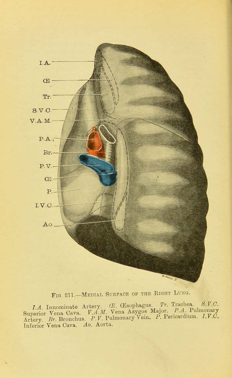 Fig. 211.—Medial Surface of the Right Lung. IA Innominate Artery. (JE. (Esophagus^ Tr. Tradiea. S.V.C. Superior Vena Cava. V.A.M. Vena Azygos Major. P.A^ Pulmonary Artery. Sr. Bronchus. P.F. Pulmonary Vein. P. Pericardium. I.V.C. Inferior Vena Cava. Ao. Aorta.