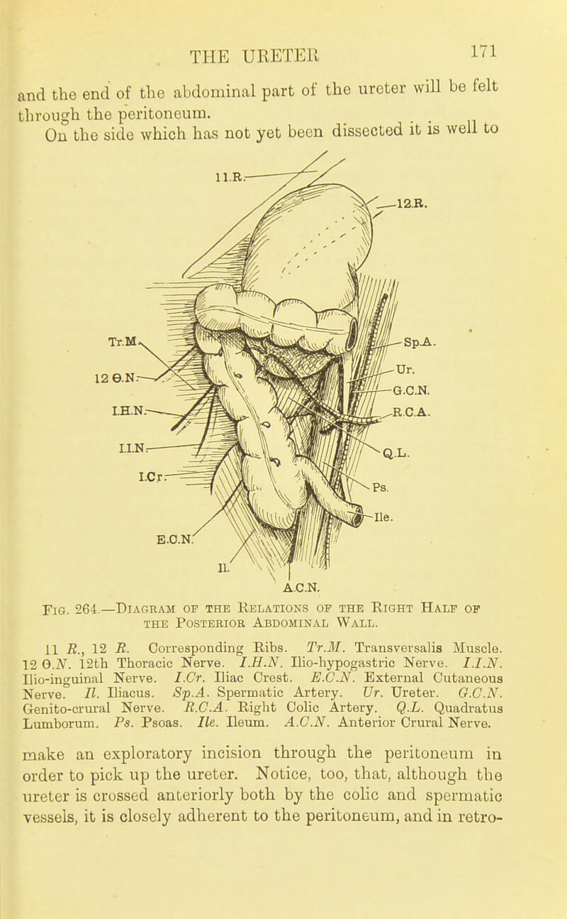 THE URETER and the end of the abdominal part of the ureter wiU be felt through the peritoneum. On the side which has not yet been dissected it is well to A.C.N. Fig. 264.—Diagram of the Relations op the Eight Half of THE Posterior Abdominal Wall. 11 R., 12 R. Corresponding Ribs. Tr.M. Transversalis Muscle. 12 0.2V. 12th Thoracic Nerve. I.H.N. Ilio-hypogastric Nerve. I.I.N. Ilio-inguinal Nerve. I.Cr. Iliac Crest. E.C.N. External Cutaneous Nerve. H. Uiacus. Sp.A. Spermatic Artery. Ur. Ureter. G.C.N. Genito-crural Nerve. B.C.A. Right Colic Artery. Q.L. Quadratus Lumborum. Ps. Psoas. lie. Ileum. A.C.N. Anterior Crural Nerve. make an exploratory incision through the peritoneum in order to pick up the ureter. Notice, too, that, although the ureter is crossed anteriorly both by the colic and spermatic vessels, it is closely adherent to the peritoneum, and in retro-