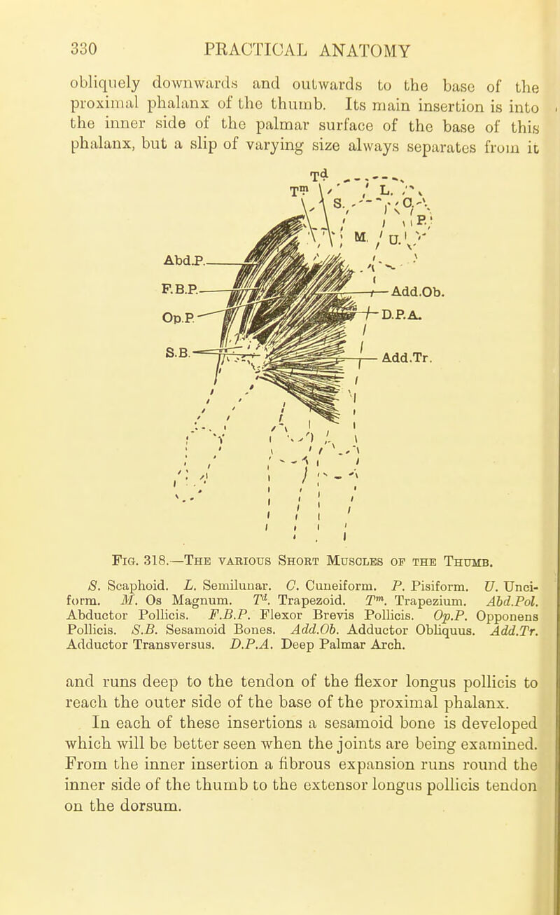 obliquely downwards and outwards to the base of the proximal phalanx of the thumb. Its main insertion is into the inner side of the palmar surface of the base of this phalanx, but a slip of varying size always separates from it Add.Ob. Add.Tr. Fig. 318.—The various Short Musoles op the Thumb. S. Scaphoid. L. Semilunar. G. Cuneiform. P. Pisiform. U. Unci- form. M. Os Magnum. T^. Trapezoid. T*. Trapezium. Abd.Pol. Abductor Pollicis. F.B.P. Flexor Brevis Pollicis. Op.P. Opponens Pollicis. S.B. Sesamoid Bones. Add.Ob. Adductor ObUquus. Add.Tr. Adductor Transversus. D.P.A. Deep Palmar Arch. and runs deep to the tendon of the flexor longus pollicis to reach the outer side of the base of the proximal phalanx. In each of these insertions a sesamoid bone is developed which will be better seen when the joints are being examined. From the inner insertion a fibrous expansion runs round the inner side of the thumb to the extensor longus pollicis tendon on the dorsum.