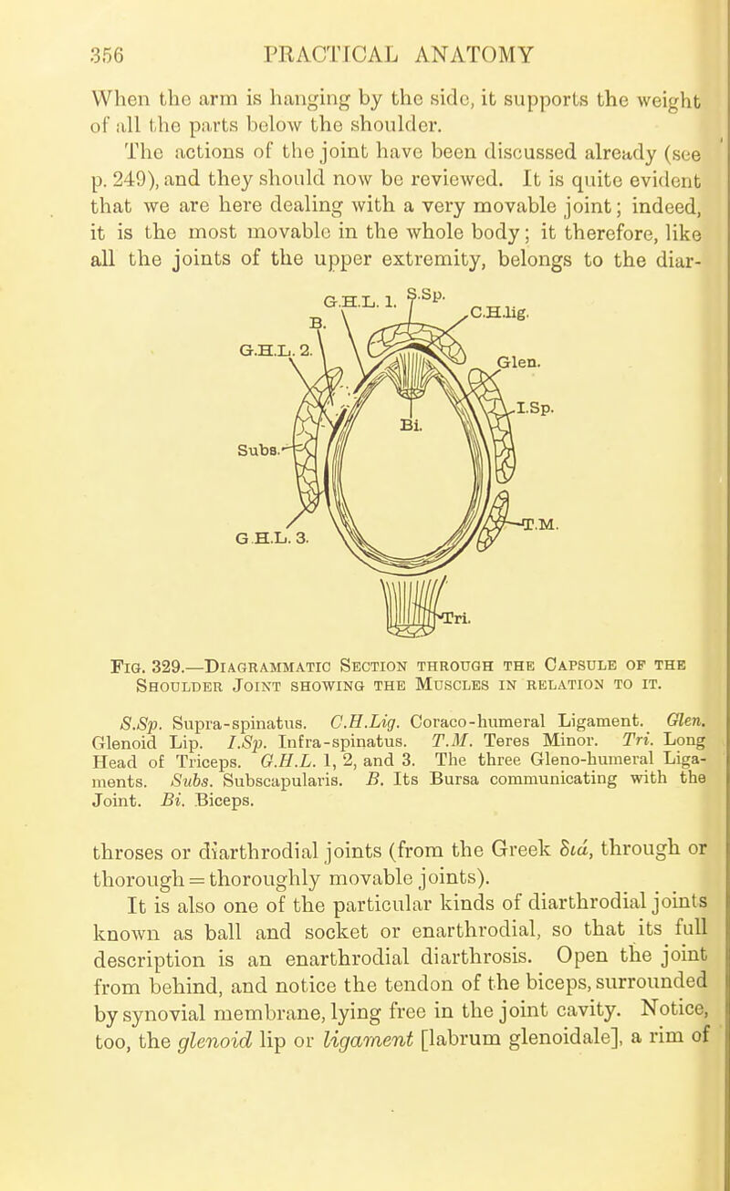 When the arm is hanging by the side, it supports the weight of all the parts below the shoulder. The actions of the joint have been discussed already (see p. 249), and they should now be reviewed. It is quite evident that we are here dealing with a very movable joint; indeed, it is the most movable in the whole body; it therefore, like all the joints of the upper extremity, belongs to the diar- FiG. 329.—Diagrammatic Section through the Capsule of the Shoulder Joint showing the Muscles in relation to it. S.Sp. Supra-spinatus. C.H.Lig. Coraco-humeral Ligament. Glen. Glenoid Lip. I.Sp. Infra-spinatus. T.M. Teres Minor. Tri. Long Head of Triceps. G.H.L. 1, 2, and 3. The three Gleno-humeral Liga- ments. Svbs. Subscapularis. B, Its Bursa communicating with the Joint. Bi. Biceps. throses or dkrthrodial joints (from the Greek Btd, through or thorough = thoroughly movable joints). It is also one of the particular kinds of diarthrodial joints known as ball and socket or enarthrodial, so that its full description is an enarthrodial diarthrosis. Open the joint from behind, and notice the tendon of the biceps, surrounded by synovial membrane, lying free in the joint cavity. Notice, too, the glenoid lip or ligament [labrum glenoidale], a rim of