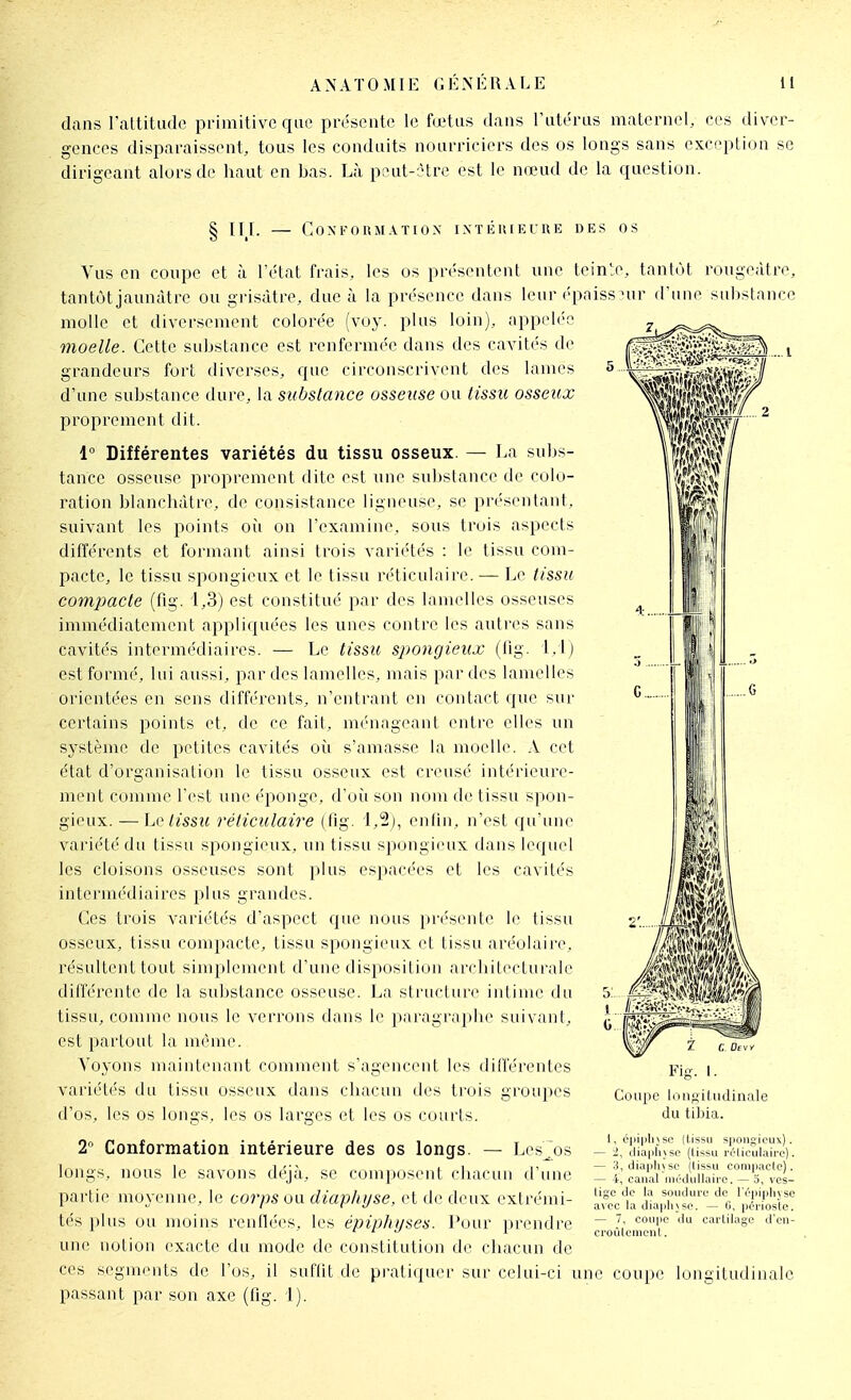 dans rattitudc primitive que présente le fœtus dans rutéras maternel, ces diver- gences disparaissent, tous les conduits nourriciers des os longs sans exception se dirigeant alors de haut en bas. Là peut-être est le nœud de la question. § III. — COXI-OUMATIOX IXTÉIUEUUE DES OS Vus en coupe et à l'état frais, les os présentent une teinte, tantôt rougeàtre, tantôt jaunâtre ou grisâtre, due à la présence dans leur épaiss nir d'une sul)stance molle et diversement colorée (voy. plus loin), appelée moelle. Cette substance est renfermée dans des cavités de grandeurs fort diverses, que circonscrivent des lames d'une substance dure, la substance osseuse ou tissu osseux proprement dit. 1° Différentes variétés du tissu osseux. — La subs- tance osseuse pi'oprement dite est une substance de colo- ration blanchâtre, de consistance ligneuse, se présentant, suivant les points oii on l'examine, sous trois aspects différents et formant ainsi trois variétés : le tissu com- pacte, le tissu spongieux et le tissu l'éticulaire. — Le tissu compacte (fig. 1,3) est constitué par des lamelles osseuses immédiatement appliquées les unes contre les autres sans cavités intermédiaires. — Le tissic spongieux (11g. 1,1) est formé, lui aussi, par des lamelles, mais par des lamelles orientées en sens différents, n'entrant en contact que sur certains points et, de ce fait, ménageant enti'e elles un s^-stème de petites cavités où s'amasse la moelle. \ cet état d'organisation le tissu osseux est creusé intérieure- ment comme Test une éponge, d'où son nom de tissu spon- gieux. — Le tissu réticulaire (fig. 1,2), enfin, n'est qu'une variété du tissu spongieux, un tissu spongieux dans lequel les cloisons osseuses sont plus espacées et les cavités intermédiaires plus grandes. Ces trois variétés d'aspect que nous pri'seiile le tissu osseux, tissu compacte, tissu spongieux et tissu aréolaire, résultent tout simplement d'une disposition arrbitocturale différente de la substance osseuse. La structure intime du tissu, comme nous le verrons dans le paragraphe suivant, est partout la même. Voyons nuxintenant comment s'agenceiit les différentes variétés du tissu osseux dans chacun des trois groupes d'os, les os longs, les os larges et les os courts. 2° Conformation intérieure des os longs. — Les^os longs, nous le savons déjà, se com|Hisenl cliarun d'une partie moyenne, le corps ou diapliijse, et de deux extrémi- tés plus ou moins renflées, les épiplujses. Pour prendre une notion exacte du mode de constitutiun de chacun de ces segments de l'os, il suflit de prati(pier sur celui-ci une coupe longitudinal passant par son axe (fig. 1). I Coupe lonoiludinale du tibia. I, éj)iplnsc (tissu spousioux). — 2, dia|ili\so (tissu réticulaire). — 3,dia|ili\sc (tissu compacte). — -i, canal niédullairo. — 3, ves- tige de la soudure de lï'piplij se avec la diaplijse. — G, périoste. — 7, coupe du cartilage d'en- croûlenicnt.