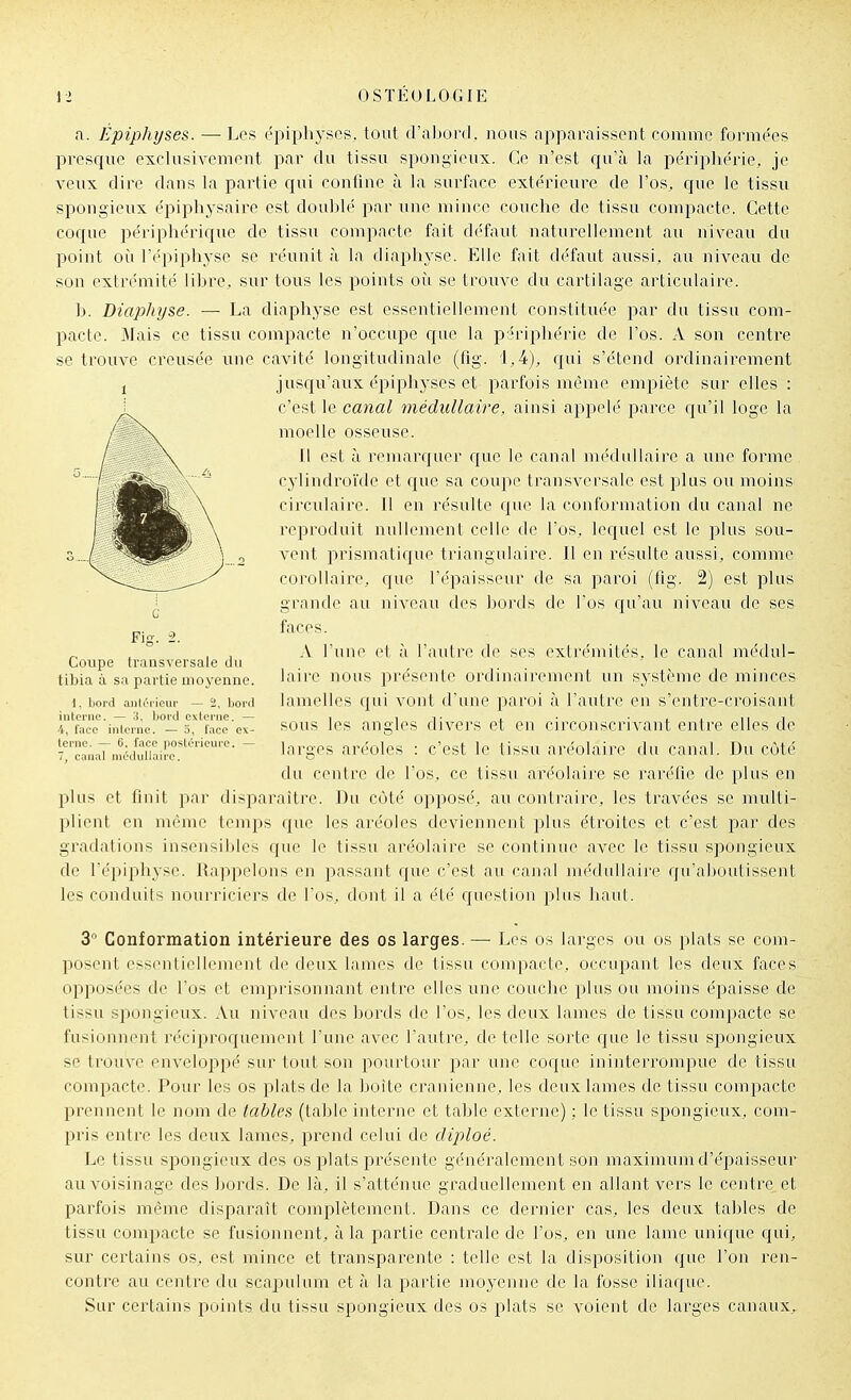 a. Épiphyses. — Les épiphyses, tout d'abord , nous apparaissent comme formées presque exclusivement par du tissu spongieux. Ce n'est rpi'à la i^ériphérie, je veux dire dans la partie qui conlîae à la surface extérieure de l'os, cjue le tissu spongieux épiphysaire est doublé par une mince couche de tissu compacte. Cette coque périphérique de tissu compacte fait défaut naturellement au niveau du point oii l'épiphyse se réunit à la diaphj'se. Elle fait défaut aussi, au niveau de son extrémité libre, sur tous les points où se trouve du cartilage articulaire. b. Diaphyse. — La diaphyse est essentiellement constituée par du tissu com- pacte. Mais ce tissu compacte n'occupe que la périphérie de l'os. A son centre se trouve creusée une cavité longitudinale (lig. 1,4), qui s'étend ordinairement j jusqu'aux épiphyses et parfois même empiète sur elles : c'est le canal médullaire, ainsi appelé parce qu'il loge la moelle osseuse. Il est à remarquer que le canal médullaire a une forme cjdindroïde et que sa coupe transversale est plus ou moins circulaire. Il en résulte que la conformation du canal ne reproduit nullement celle de l'os, lequel est le plus sou- vent 23rismatif{ue triangulaire. Il en résulte aussi, comme corollaire, que l'épaisseur de sa paroi (lig. 2) est plus grande au niveau des bords de l'os rju'au niveau de ses faces. A Tune et à l'autre de ses extrémités, le canal médul- laire nous présente ordinairement un système de minces lamelles qui vont d'une paroi à l'autre en s'entre-croisant sous les angles divers et en circonscrivant entre elles de larges aréoles : c'est le tissu aréolaire du canal. Du côté du centre de l'os, ce tissu aréolaire se raréfie de plus en plus et huit par disj^araitre. Du côté opposé, au contraire, les travées se multi- plient en même temps cpie les aréoles deviennent plus étroites et c'est par des gradations insensibles que le tissu aréolaire se continue avec le tissu spongieux de l'épiphyse. Rappelons en passant que c'est au canal médullaire qu'aboutissent les conduits nourriciers de l'os, dont il a été cjucstion plus haut. Fig-. 2. Coupe transversale du tibia à sa partie moyenne. i, bord anliji'ieur — 2, bord intci-nc. — 3, bord externe. — 4, l'ace inlerne. — 5, l'ace ex- terne. — 6, face postérieure. — 7, canal médullaire. 3- Conformation intérieure des os larges. — Les os larges ou os plats se com- posent essentiellement de deux lames de tissu compacte, occupant les deux faces opposées de l'os et emprisonnant entre elles une couche plus ou moins épaisse de tissu si^ongieux. Au niveau des bords de l'os, les deux lames de tissu compacte se fusionnent réciproquement l'une avec l'autre, de telle sorte que le tissu spongieux se trouve enveloppé sur tout son pourtour par une coque ininterrompue de tissu compacte. Pour les os plats de la boite crânienne, les deux lames de tissu compacte prennent le nom de tables (table interne et table externe) ; le tissu spongieux, com- pris entre les deux lames, prend celui de diploé. Le tissu spongieux des os plats présente généralement son maximum d'épaisseur au voisinage des Jjords. De là, il s'atténue graduellement en allant vers le centre et parfois même disparait complètement. Dans ce dernier cas, les deux tables de tissu compacte se fusionnent, à la partie centrale de l'os, en une lame unique qui, sur certains os, est mince et transparente : telle est la disposition que l'on ren- contre au centre du scapulum et à la partie moyenne de la fosse iliaque. Sur certains points du tissu spongieux des os plats se voient de larges canaux^