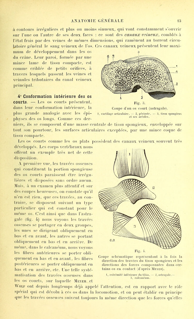 à contours irro'gulicrs et plus ou moins sinueux, qui vont constamment souvrir sur l'une ou l'autre de ses deux faces : ce sont des canaux veineux, comblés à l'ëtat frais par des veines de mêmes dimensions, qui ranu''nent au torrent circu- latoire général le sang veiniMix de l'os. Ces canaux veineux présentent leur maxi- mum de développement dans les os 5 du crâne. Leur paroi, formée par une mince lame de tissu compacte, est comme criblée de petits orifices, à travers lesquels passent les veines et veinules tributaires du canal veineux jirincipal. 4° Conformation intérieure des os courts. — Les os courts ])résentent, dans leur conformation intérieure, la l^lus grande analogie avec les épi- Fig. :i. Coupe d'un os court (astragale). 1, earlilago ai-liculaire. — 2, pêriosle. — 3, lissu spongieux et ses aréoles. physes des os longs. Comme ces der- niers, ils se composent d'une masse centrale de tissu spongieux, enveloppée sur tout son pourtour, les surfaces arlirnlaires exceptées, par une mince coque de tissu compacte. Les os courts comni(> les os plats possèdent des canaux veineux souvent très développés. Les corps verU'braux nous offrent un exemple très net de cette disposition. A première vue, les travées osseuses qui constituent la portion spongieuse des os courts paraissent être irrégu- lières et disposées sans ordre aucun. Mais, à un examen plus attentif et sui- des coupes lieureuses, on constate qu'il n'en est rien, que ces travées, au con- traire, se disposent suivant un type particulier qui est constant pour le même os. C'est ainsi que dans l'astra- gale (fig. 4) nous vo_yons les travées osseuses se partager en deux groupes, les unes se dirigeant obli(|iiement en bas et en avant, les autres se portant obliquement en bas et en arrière. De même, dans le calcanéum, nous voyons les fibres antérieures se porter obli- quement en bas et en avant, les filires l^ostérieures se porter obli(|ii('ineiit en bas et en arrière, etc. Une telle systé- matisation des travées osseuses dans les os courts, sur laquelle Misyer et WoLF ont depuis longtemps déjà appcb spécial qui est dévolu à ces os dans la locomotion, et on peut établir en principe que les travées osseuses suivent toujours la même direction que les forces qu'elles Coupe schématique représentant ù la l'ois la direction des travées du tissu spongieux et les directions des forces composantes dans cer- tains os en contact (d'après Meveiî). I, exli-éniil^ inférieure du liliia. 3, calcanéum. ■2, aslrasale.- l'attention, est en rapport avec le rôle