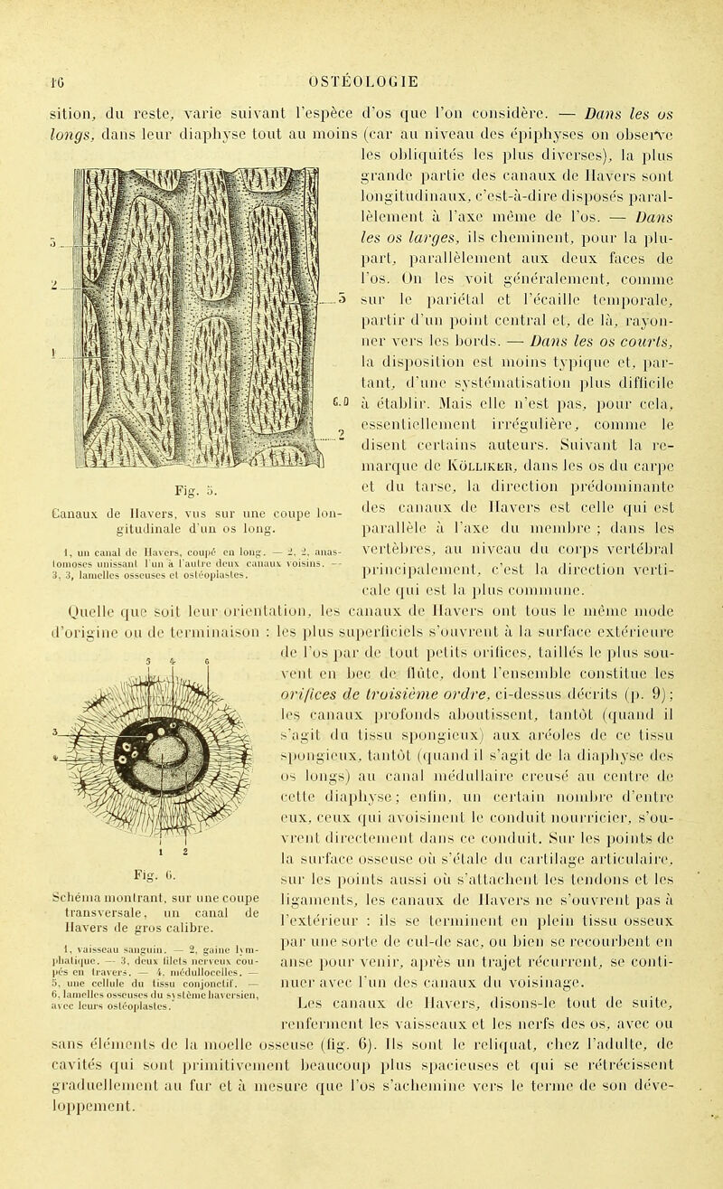 sition^ du l'este, varie suivant l'espèce d'os que l'on considère. — Dans les us longs, dans leur diaphyse tout au moins (car au niveau des épiphyses on obseiVc les obliquite's les plus diverses), la plus grande i^artie des canaux de Havers sont longitudinaux, c'est-à-dire disposés paral- lèlement à l'axe même de l'os. — Dans les os larges, ils cheminent, pour la plu- part, parallèlement aux deux faces de l'os. On les voit généralement, comme . 5 sur le pariétal et l'écaillé temporale, partir d'un point central et, de là, l'ayon- ner vers les bords. — Da72S les os courts, la disposition est moins typique et, par- tant, d'une systématisation plus difticilc C-û à établir. Mais elle n'est pas, pour cela, ^ essentiellement irrégulière, comme le disent certains auteurs. Suivant la re- marque de KoLLiKiiR, dans les os du carpe et du tarse, la direction iDrédominaute des canaux de llavers est celle cjui est parallèle à l'axe du membre ; dans les vertèbres, au niveau du corps vertébral lorincipalenient, c'est la direction verti- cale qui est la plus commune. Quelle que soit leur orientation, les canaux de Havers ont tous le même mode d'origine ou de terminaison : les plus superficiels s'ouvrent à la surface extérieure de l'os par de tout petits orifices, taillés le plus sou- vent en bec de llùtc, dont l'ensemble constitue les orifices de troisième ordre, ci-dessus décrits (p. 9); les canaux profonds aboutissent, tantôt (quand il sagit du tissu spongieux) aux aréoles de ce tissu spongieux, tantôt (quand il s'agit de la diaphyse des os longs) au canal médullaire creusé au centre de cette diaphyse; enliii. un certain nombre d'entre eux, ceux qui avoisiiuMit le conduit nourricier, s'ou- vrent directement dans ce conduit. Sur les i^oints de la surface osseuse où s'étale du cartilage articulaire, sur les points aussi où s'attachent les tendons et les ligaments, les canaux de Havers ne s'ouvrent pas à l'extérieur : ils se terminent en plein tissu osseux par une sorte de cul-de sac, ou bien se recourbent en anse pour venir, après un trajet récurrent, se conti- Fig. -6. Canaux de Havers, vus sur une coupe lon- gitudinale d'un os long. 1, un canal de Havers, coupé en long. — i, i, anas lonioses unissant l'un i l'autre deux canaux voisins. - 3, 3, lamelles osseuses et ostéoplastes. Fig. G. Schéma nionlranl, sur une coupe transversale, un canal de Havers de eros calibre. 1, vaisseau sanguin. — 2, guine l\ni- )ilialii|ue. — 3, deux lilets nerveux cou- pes en travers. — 4. niédulloccllcs. — 5, une cellule du tissu conjonctit. — 6, lamelles osseuses du s; stùnie liavcrsien, a\ ec leurs ostéoplastes. nuer avec l'un des cjinaux du voisinage. Les canaux de llavers, disons-le tout de suite, renferment les vaisseaux et les nerfs des os, avec ou sans éléments de la moelle osseuse (fig. 6). Ils sont le reliquat, chez l'adulte, de cavités qui sont primitivement beaucoup plus spacieuses et qui se rétrécissent graduellement au fur et à mesure que l'os s'achemine vers le terme de son déve- loppement.