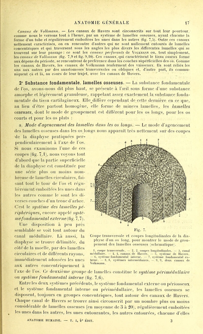 Canaux de Volkmann. — Les canaux de Ilavers sont circonscrits sur tout leur pourtour, comme nous le verrons tout à l'tieure, par un système de lamelles osseuses, ayant chacune la forme d'un tube et régulièrement emboîtées les unes dans les autres (fig. 7,o). Outre ces canaux nettement caractérisés, on en rencontre d'autres qui ne sont nullement entourés de lamelles concentriques et qui traversent sous les angles les plus divers les ditierentes lamelles qui se trouvent sur leur passage : ce sont les canaux perforants de Volkmann ou, tout simplement, les canaux de Volkmann (fig. 7,9 et fig. 9,tO). Ces canaux, qui caractérisent le tissu osseux formé aux dépens du périoste, se rencontrent de préférence dans les couches superficielles des os. Comme les canaux de Ilavers, les canaux de Volkmann renferment des vaisseaux. Us sont reliés les uns aux autres par des anastomoses transversales ou obliques et, d'autre part, ils commu- niquent çà et là, au cours de leur trajet, avec les canaux de Ilavers. ' i -^-^ . - 2° Substance fondamentale, lamelles osseuses. — La substance fondamentale de l'os, avons-nous dit plus haut, se pn'sentc à l'œil sous forme d'une substance amorphe et légèrement granuleuse, rappelant assez exactement la substance fonda- mentale du tissu cartilagineux. Elle^dilfère cependant de cette dernière en ce que, au lieu d'être partout homogène, elle forme de minces lamelles, les lamelles osseuses, dont le mode de groupement est différent pour les os longs, pour les os courts et pour les os plats : a. Mode d'agencement des lamelles dans les os longs. — Le mode d'agencement des lamelles osseuses dans les os longs nous apparaît très nettement sur des coupes de la diaphyse pratiquées per- pendiculairement à l'axe de l'os. Si nous examinons l'une do ces coupes (fig. 7, i), nous voyons tout d'abord que la partie superficielle de la diaphyse est constituée par une série plus ou moins nom- breuse de lamelles circulaires, fai- sant tout le tour de l'os et régu- lièrement emboîtées les unes dans les autres comme le sont les di- verses couches d'un tronc d'arbre. C'est le système des lamelles pé- riphériques, encore appelé sijstè- me fondamental externe(tïg.lj). Une disposition à peu près semblable se voit tout autour du canal médullaire. Là aussi, la diaphyse se trouve délimitée, du côté de la moelle, par des lamelles circulaires et de différents rayons, immédiatement adossées les unes aux autres concentriquement à l'axe de l'os. Ce deuxième groupe de lamelles constitue le système périmédullaire ou système fondamental interne (fig. 7,6;. Entre les deux systèmes précédents, le système fondamental externe ou périosseux et le système fondamental interne ou périnK'dullaire, les lamelles osseuses se disposent, toujours en groupes concentriques, tout autour des canaux de Havers. Chaque canal de Ilavers se trouve ainsi circonscrit par un nombre plus ou moins considérable de lamelles osseuses (en moyenne de 3 à 20), régulièrement emboîtées les unes dans les autres, les unes entourantes, les autres entourées, chacune d'elles ANATOMIE HUM.^INE. — T. I, 4*^ ÉDIT. 3 Fig. 7. Coupe transversale et coupes longitudinales de la dia- physe d'an os long, pour montrer le mode de grou- pement des lamelles osseuses (schématique). I, coupe transversale. — 2, 2, coupes longiludinales. — 3, canal nirilullairc. — 4, 4, canaux de Ilavers. — 5, système de Havers. — 0, système fondamental interne. — 7, système fondatnental ex- terne. — 8, 8, systèmes intermédiaires. —' 9, 'J, deux canaux de Volkmann.